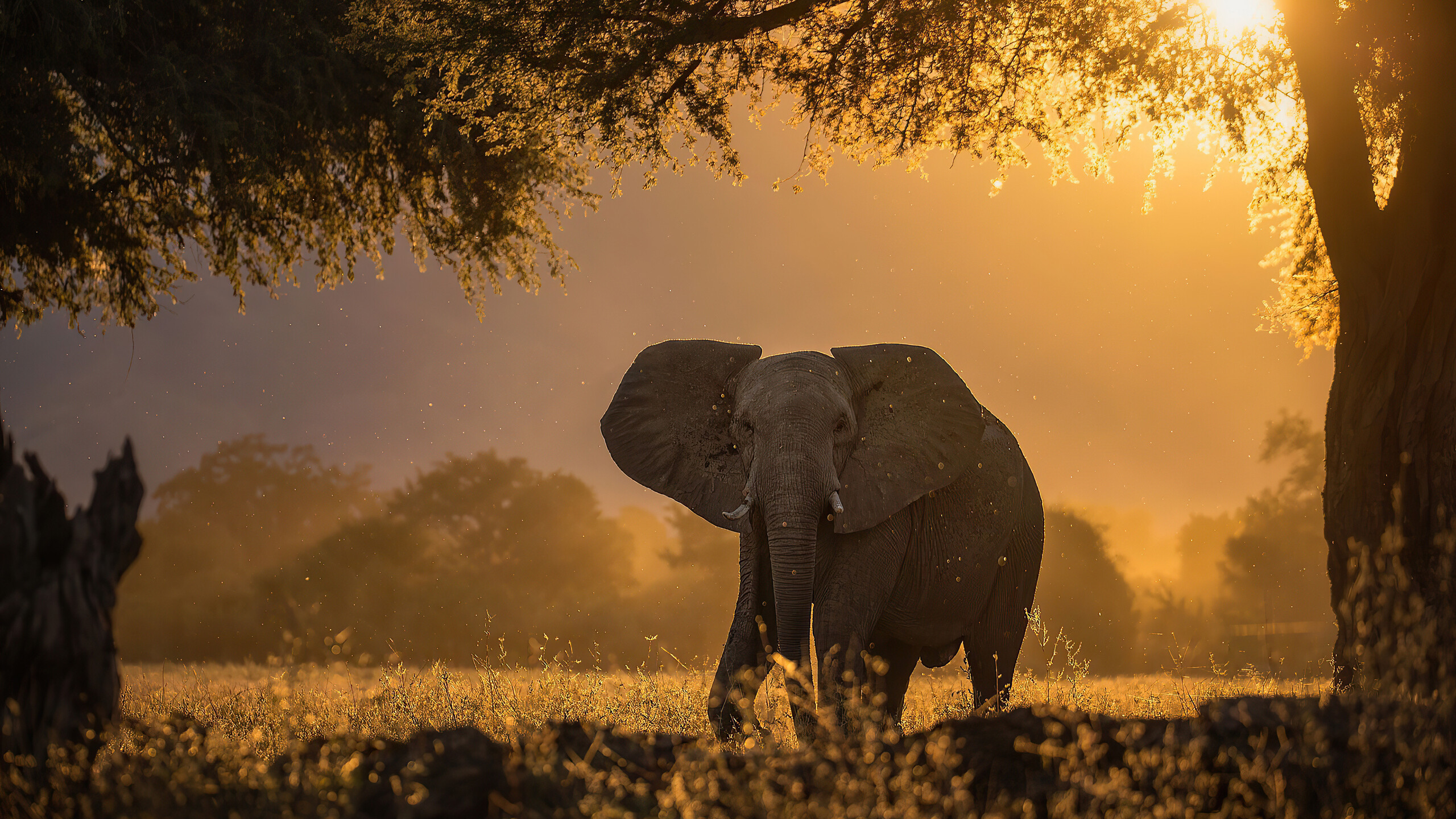 Elephant: Elephants use infrasound and seismic communication over long distances. 2560x1440 HD Wallpaper.