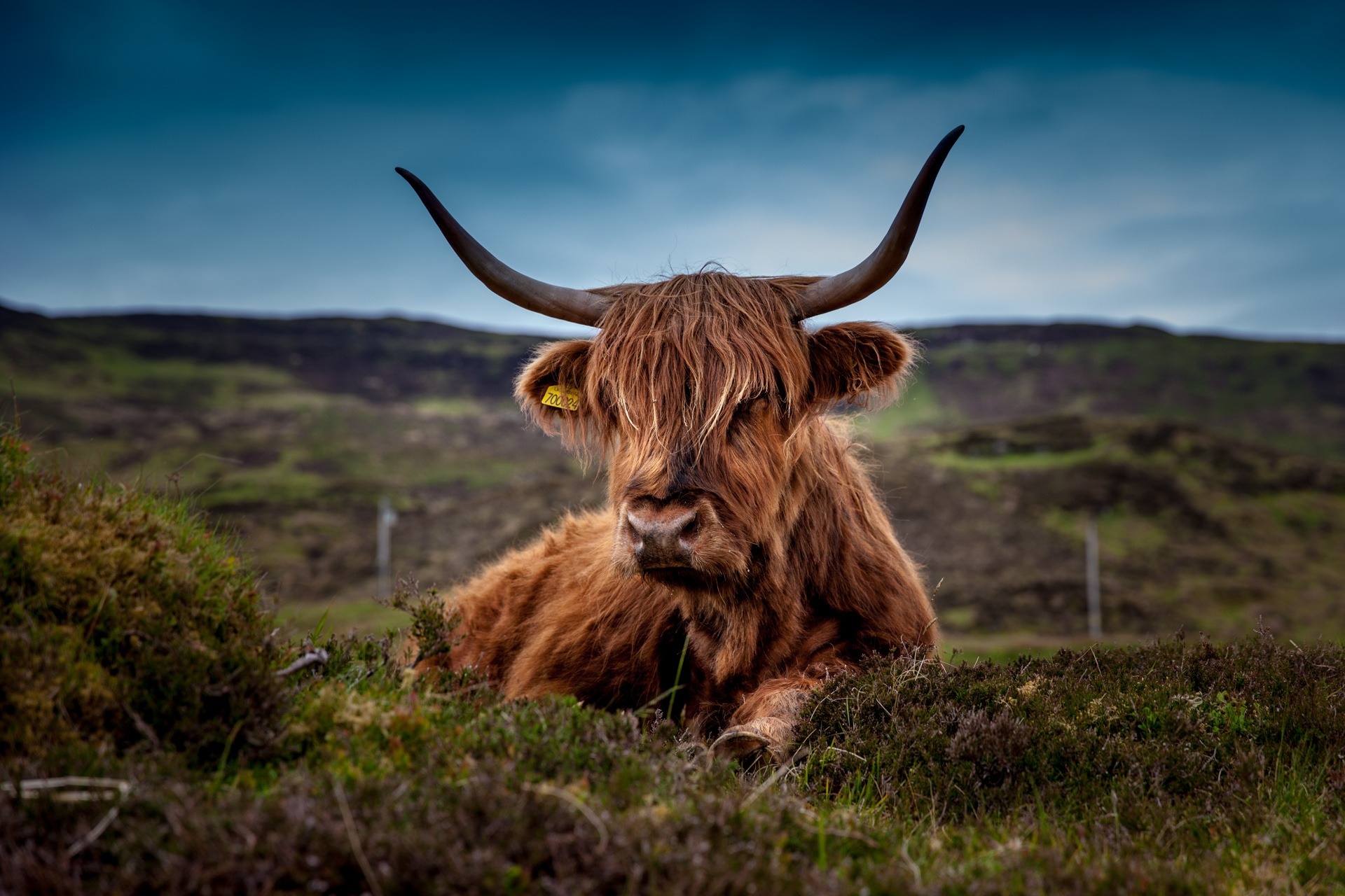 Brown long coat cow, Grassy field, Free stock photo, Animals, 1920x1280 HD Desktop