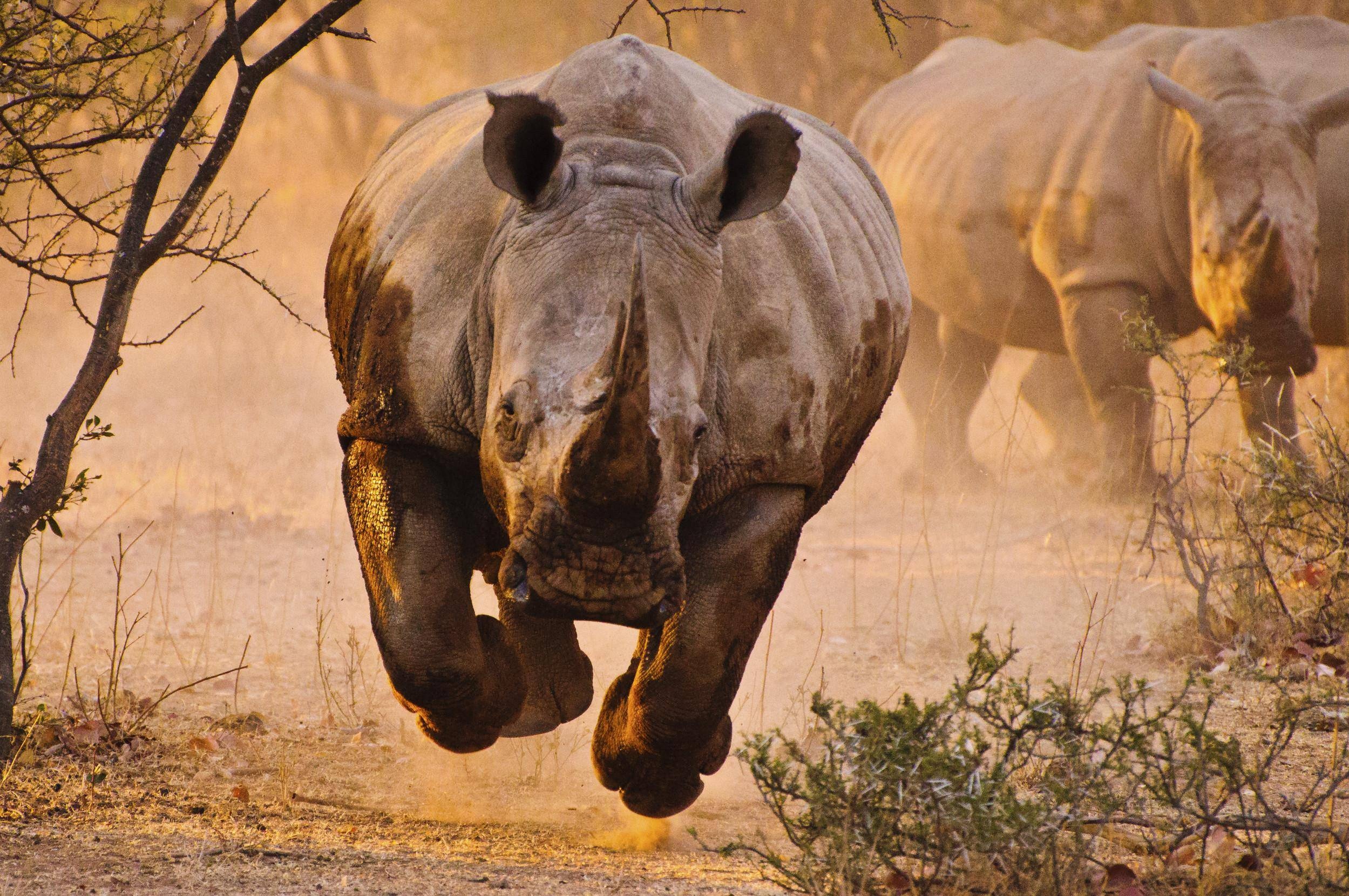Rhino majesty, Nature's marvels, Untamed beauty, Captivating allure, 2500x1660 HD Desktop