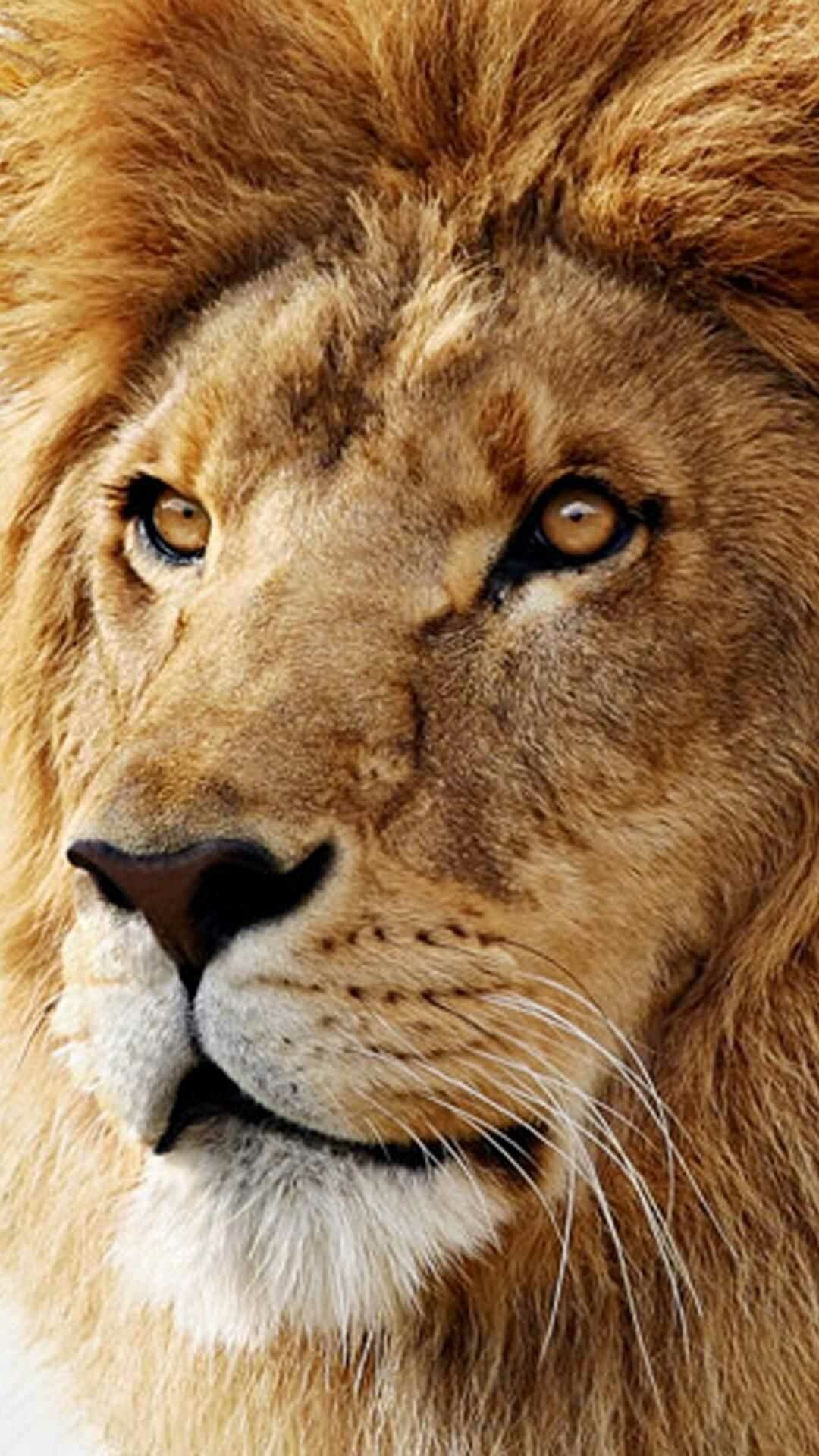 Lion: Their coats are yellow-gold, and adult males have shaggy manes that range in color from blond to reddish-brown to black. 1080x1920 Full HD Background.