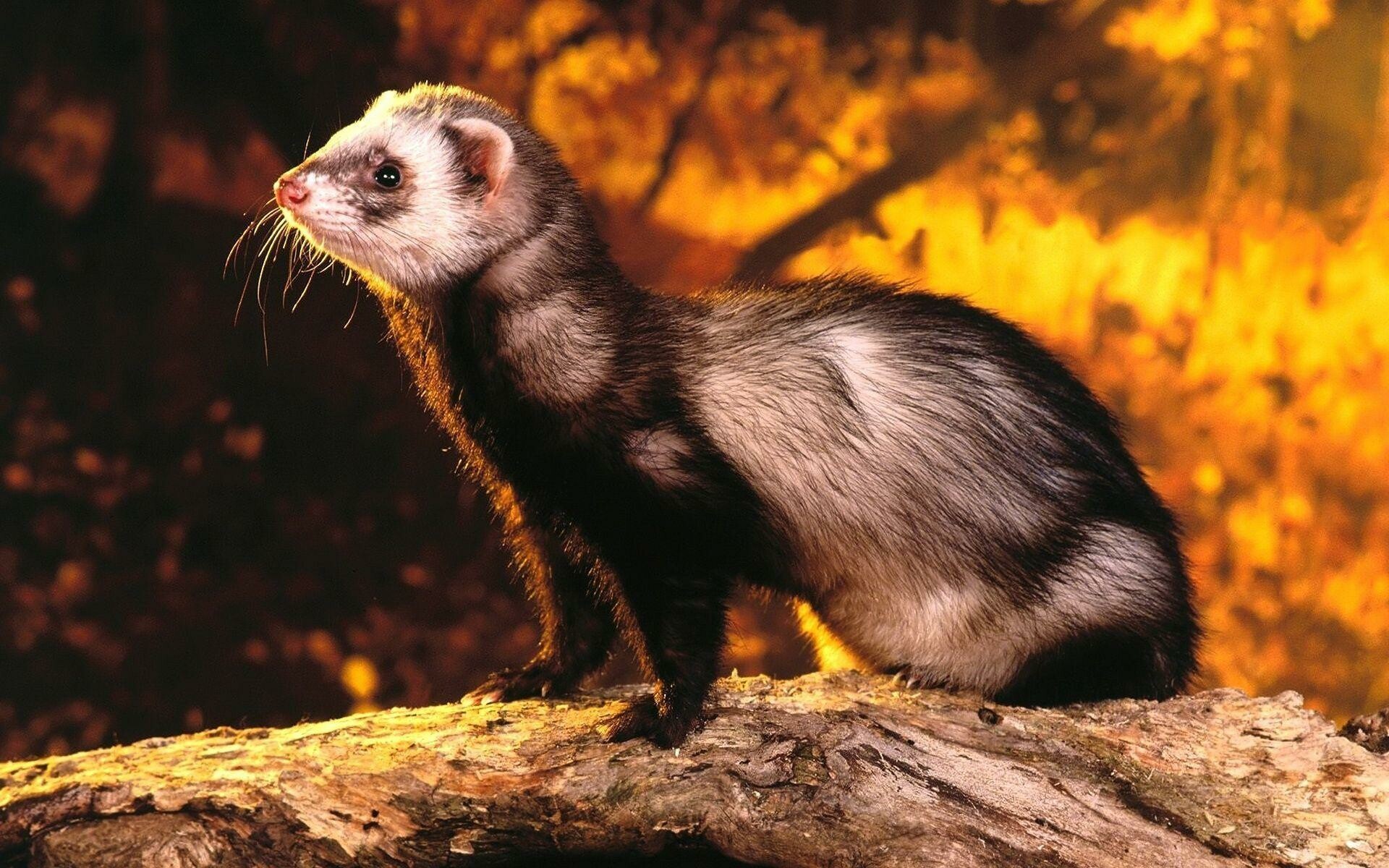 Ferret: Mustela furo, Common household pets in the United States. 1920x1200 HD Background.
