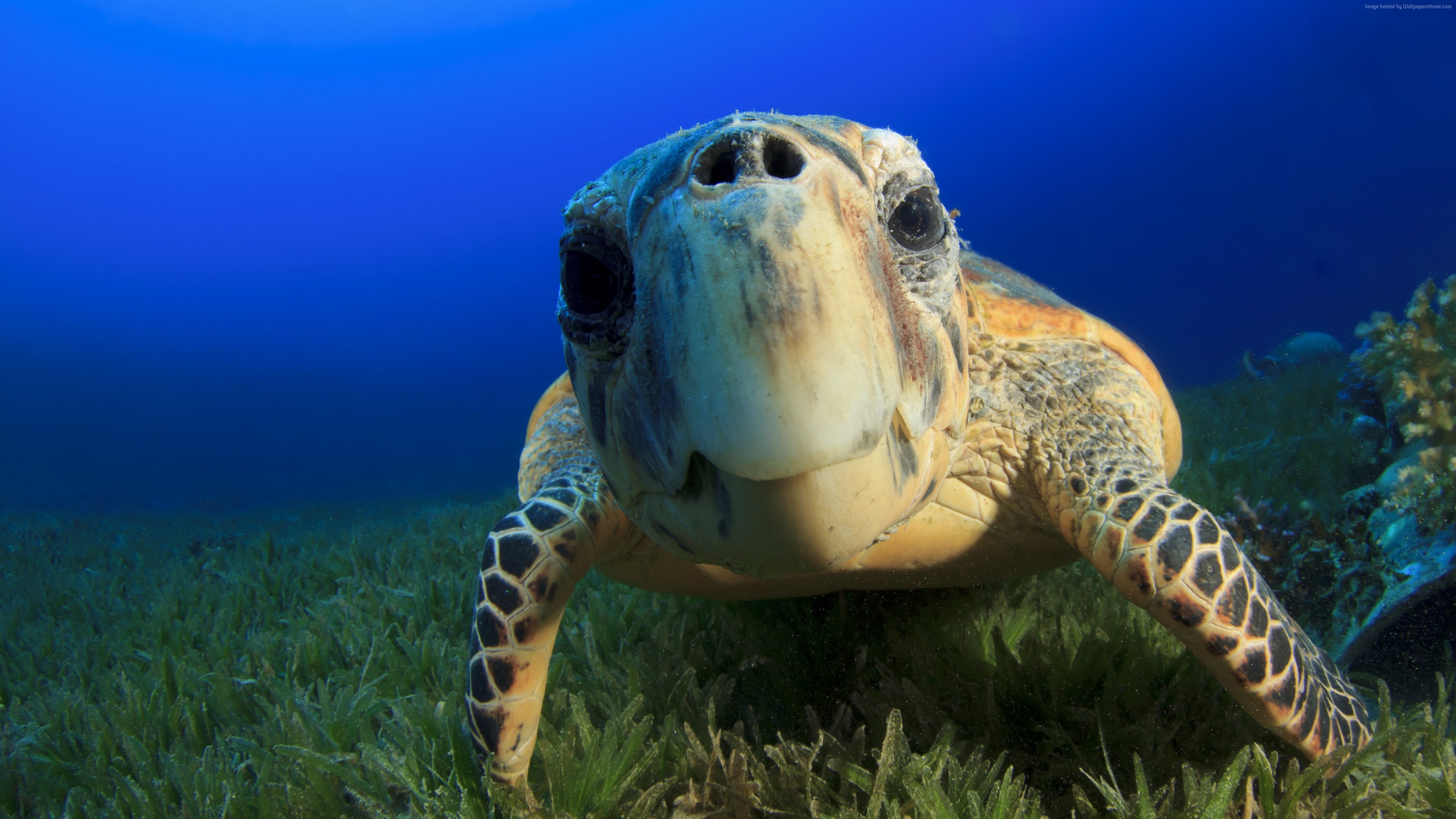 Sea turtles' realm, Aquatic background, Ryan Sellers' collection, Marine beauty, 3840x2160 4K Desktop