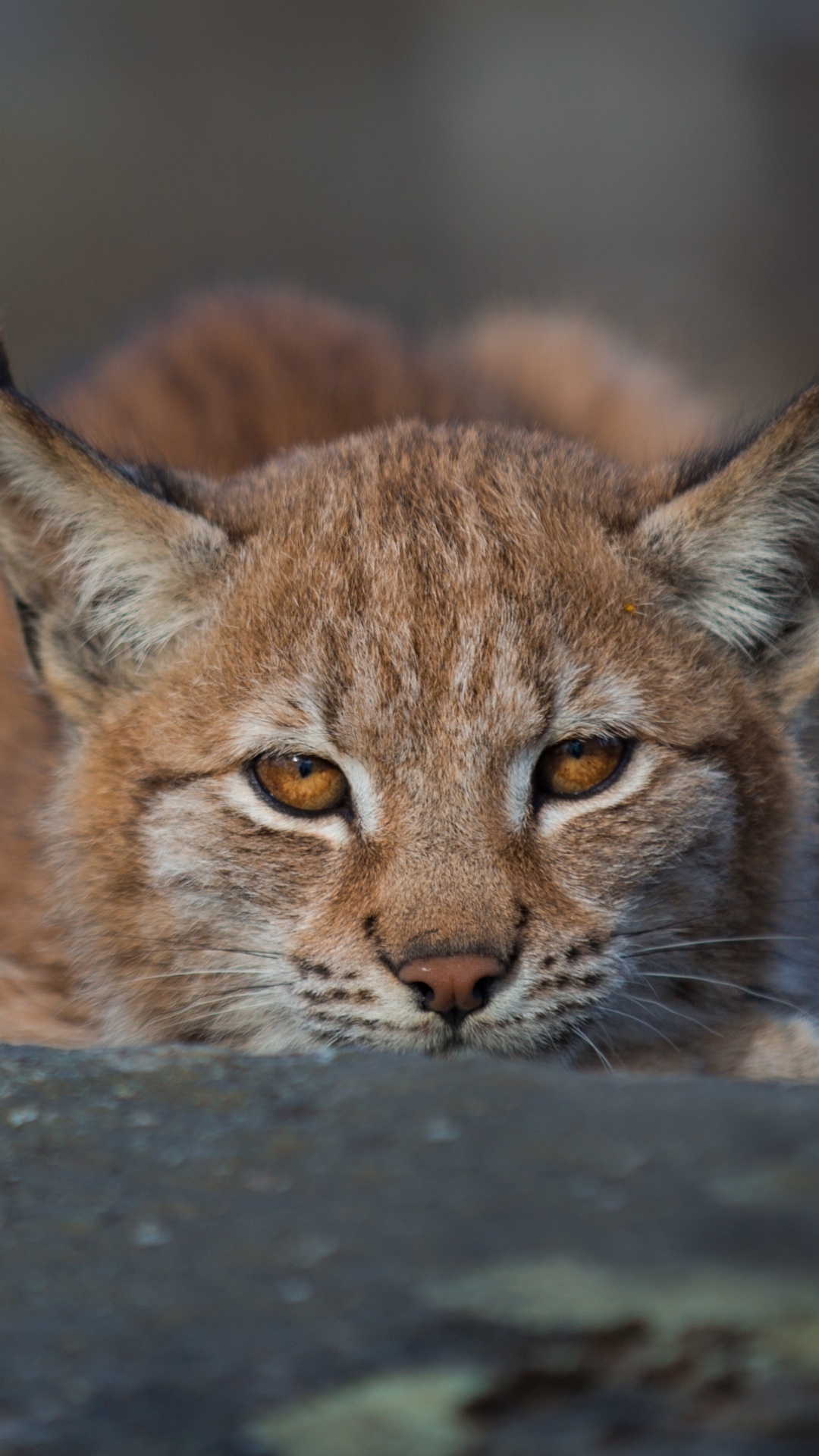 Bobcat, Red Lynx, Animals, iPhone wallpapers, 1080x1920 Full HD Phone