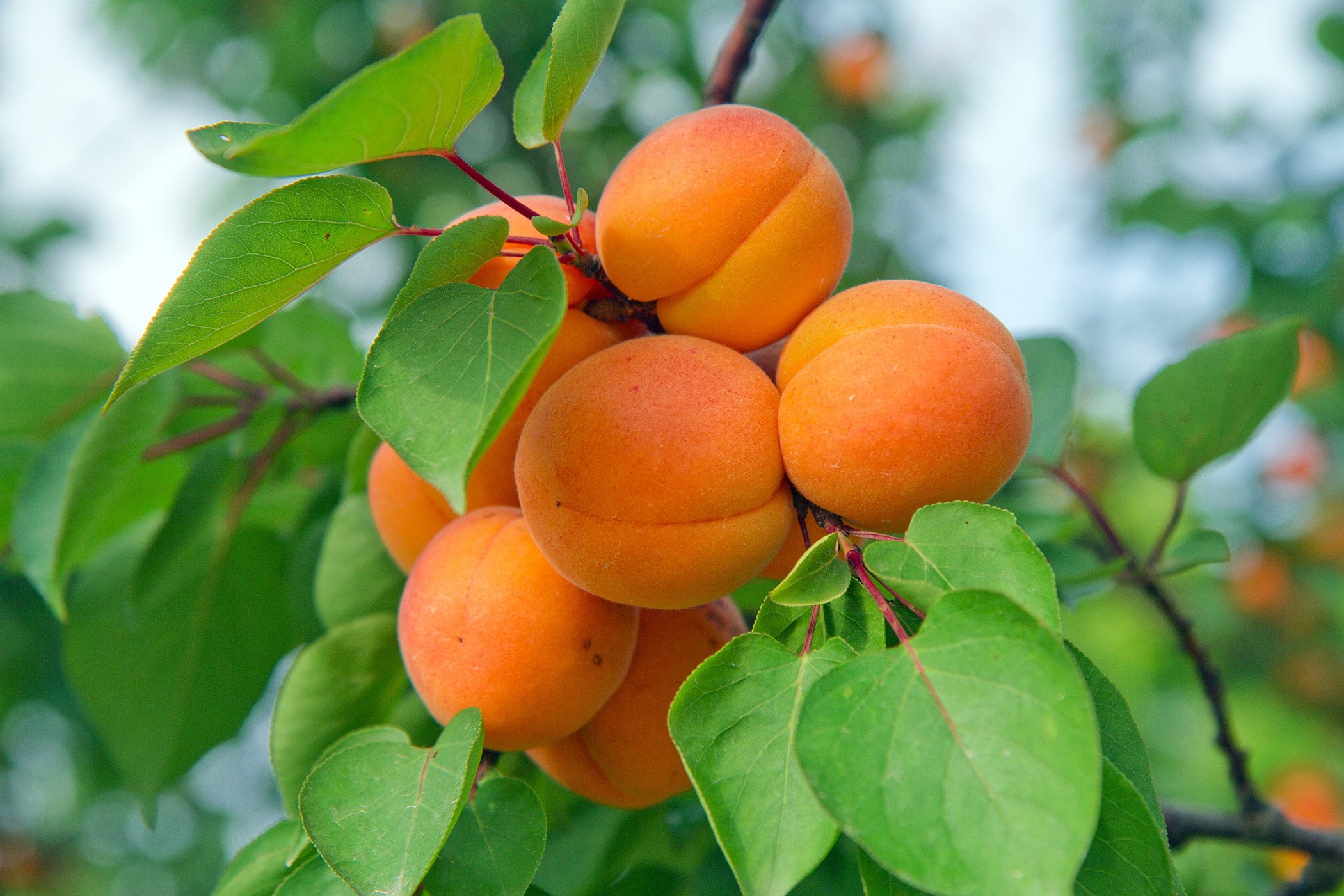 Dwarf fireball apricot, Australian plantnet, Small and tasty, Delicious fruit, 2100x1400 HD Desktop