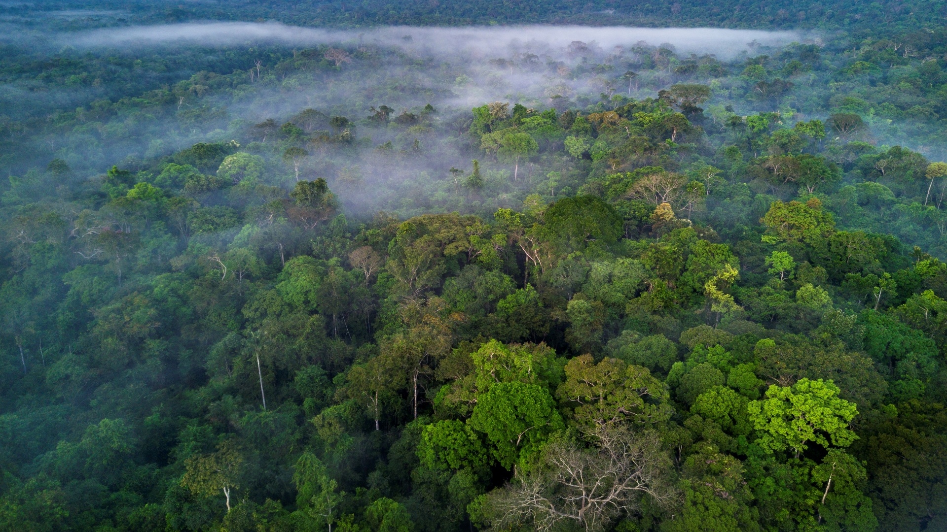 Erkunden Sie die größten Regenwälder der Welt, 1920x1080 Full HD Desktop