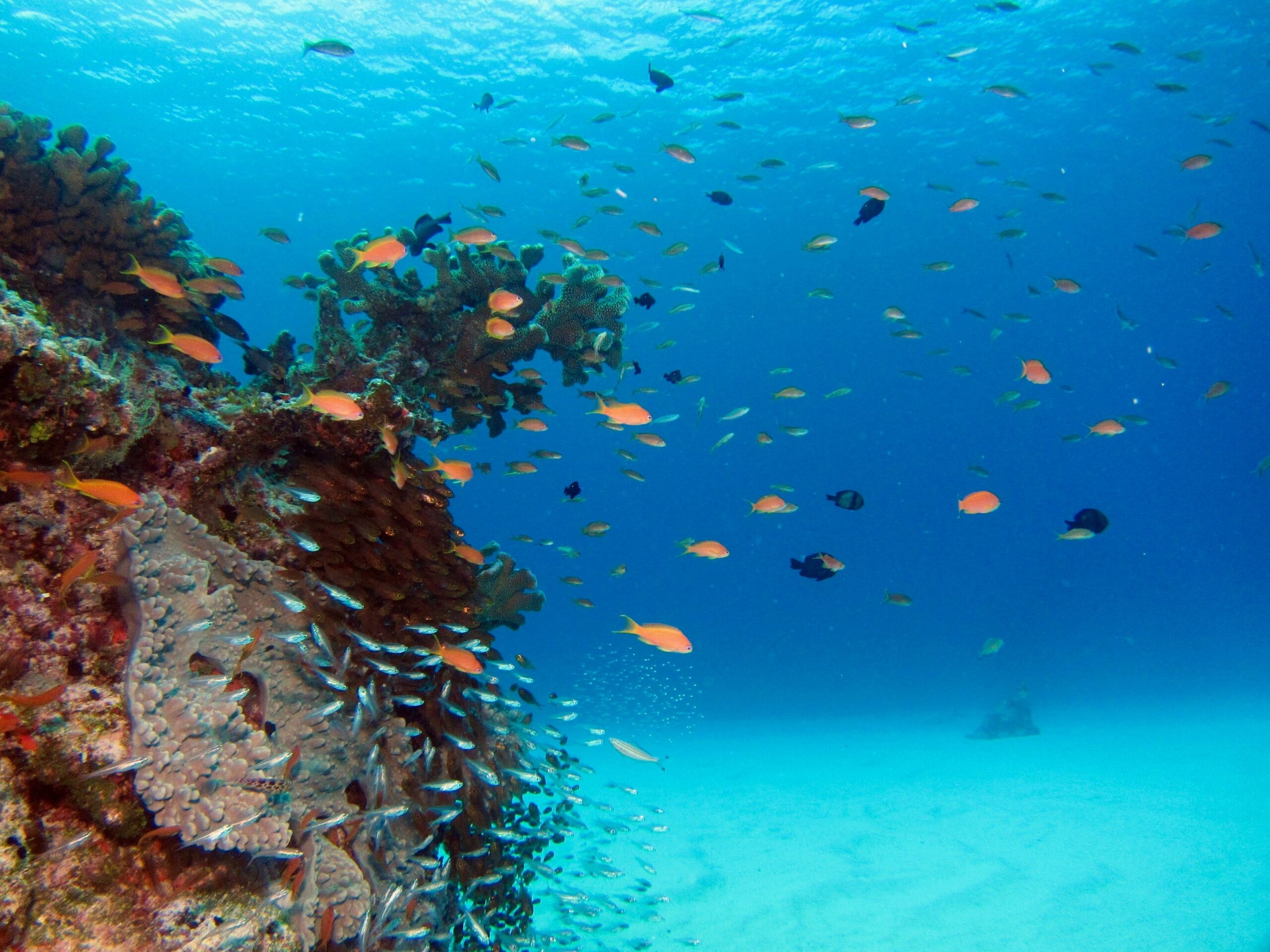 Coral Sea, Blue bot project, Saving coral reefs, CPAG, 2560x1920 HD Desktop
