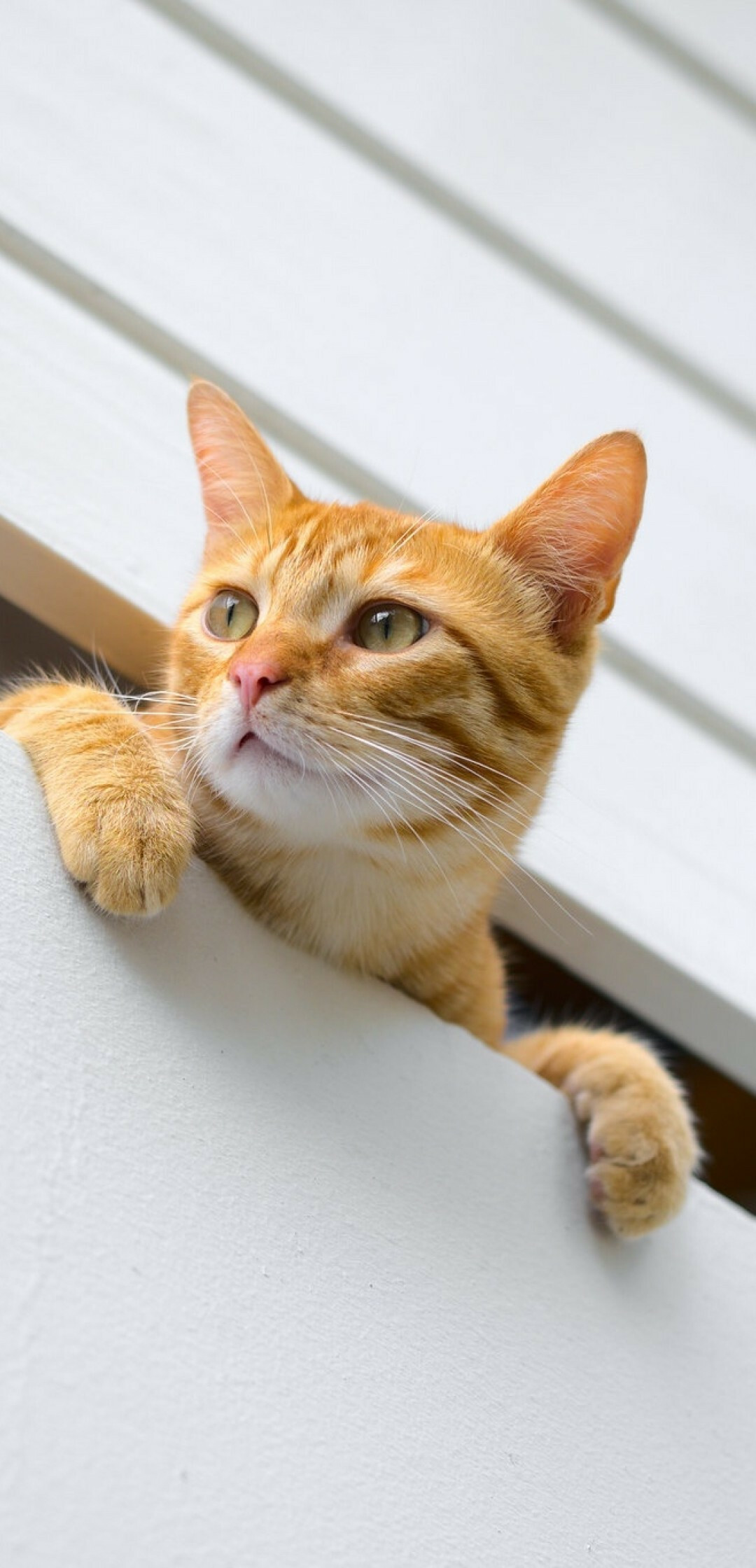 Kitten: Orange cat, A predator, Crepuscular, Most active at dawn and dusk. 1080x2240 HD Background.