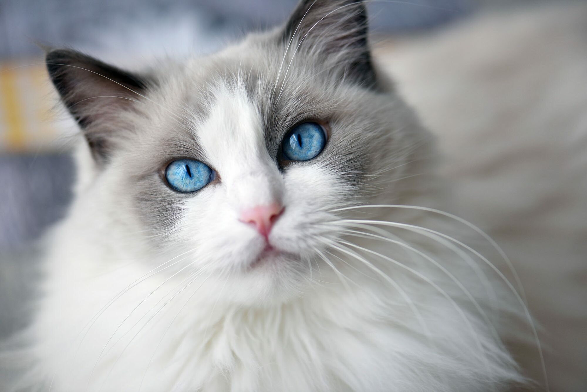 Ragdoll: This breed's big body is muscular and well boned. 2000x1340 HD Background.