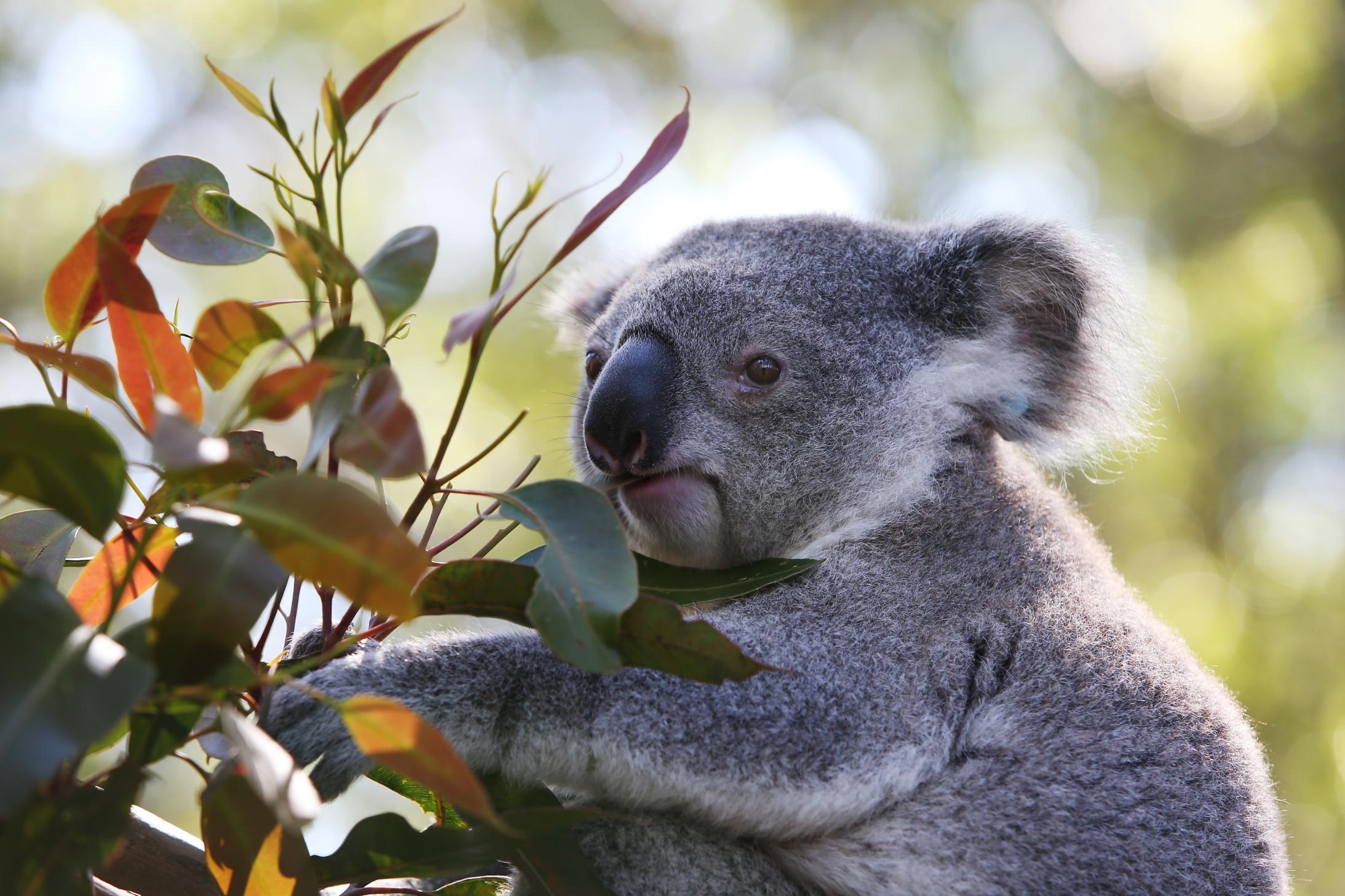 Endangered koalas, Conservation status, A saddening reality, Urgent protection, 2190x1460 HD Desktop