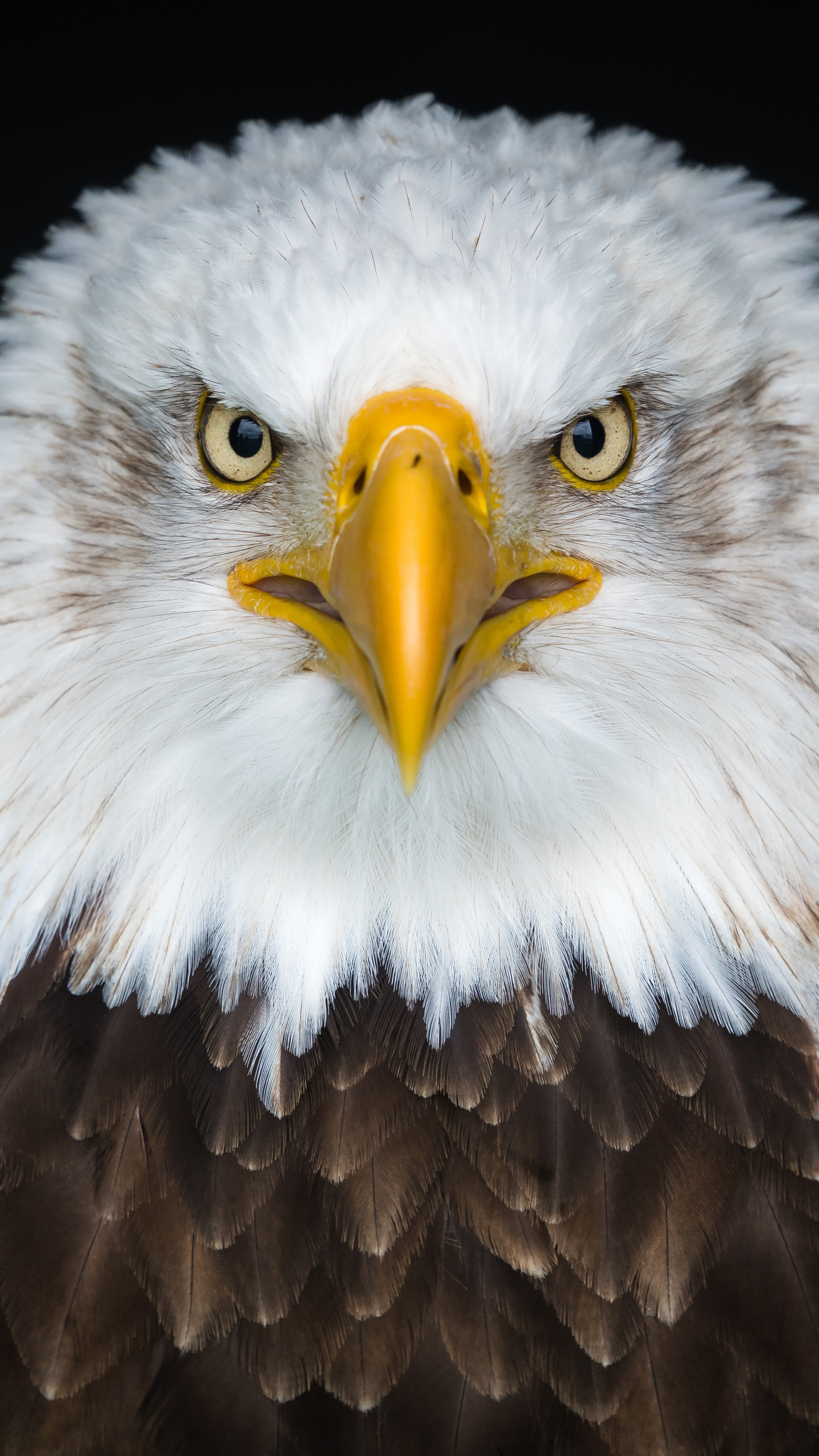 Bald Eagle, 8K resolution, Sony Xperia X, High-definition wallpapers, 2160x3840 4K Phone