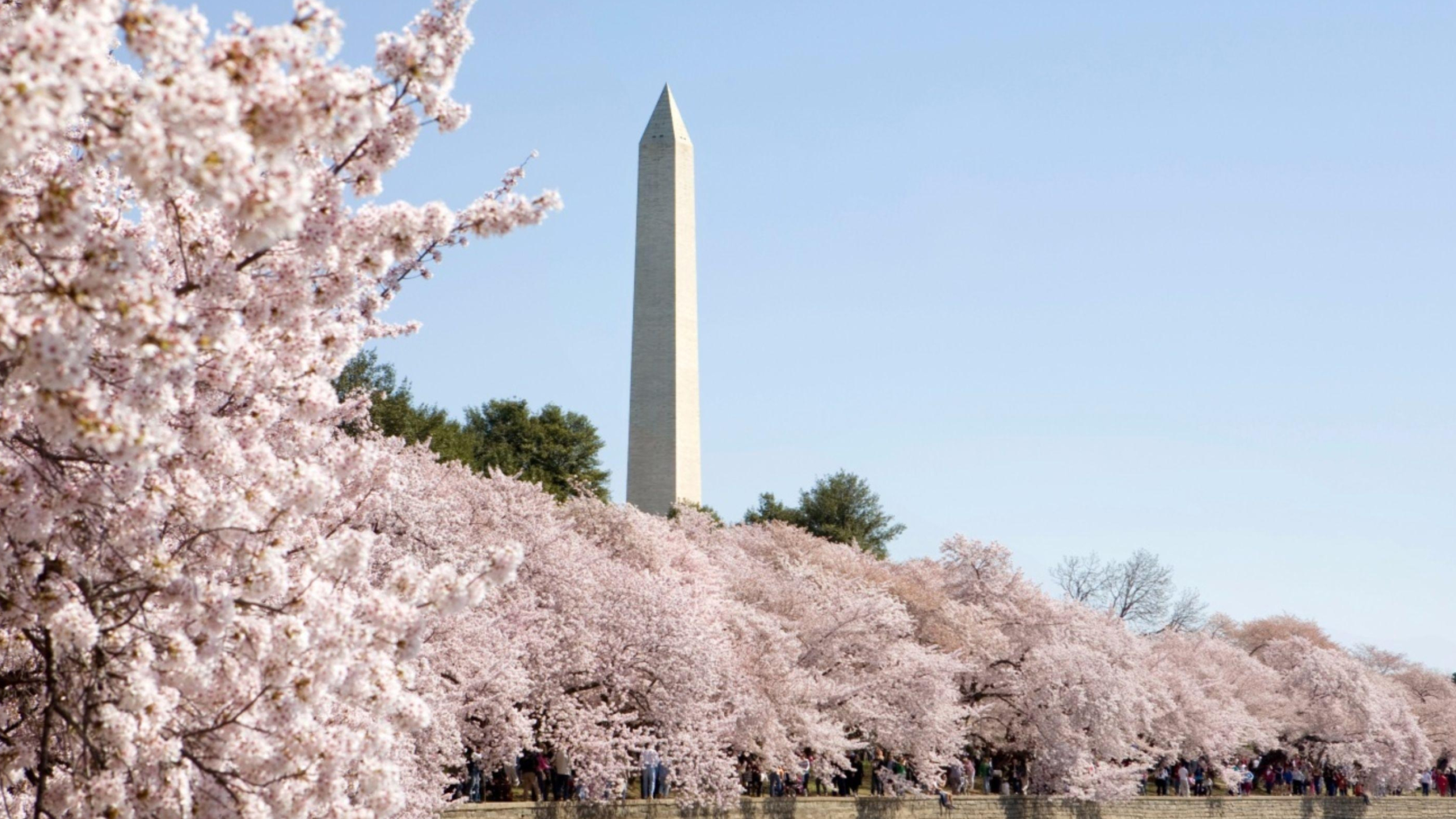 Washington Monument umgeben von Kirschblüten, 3840x2160 4K Desktop