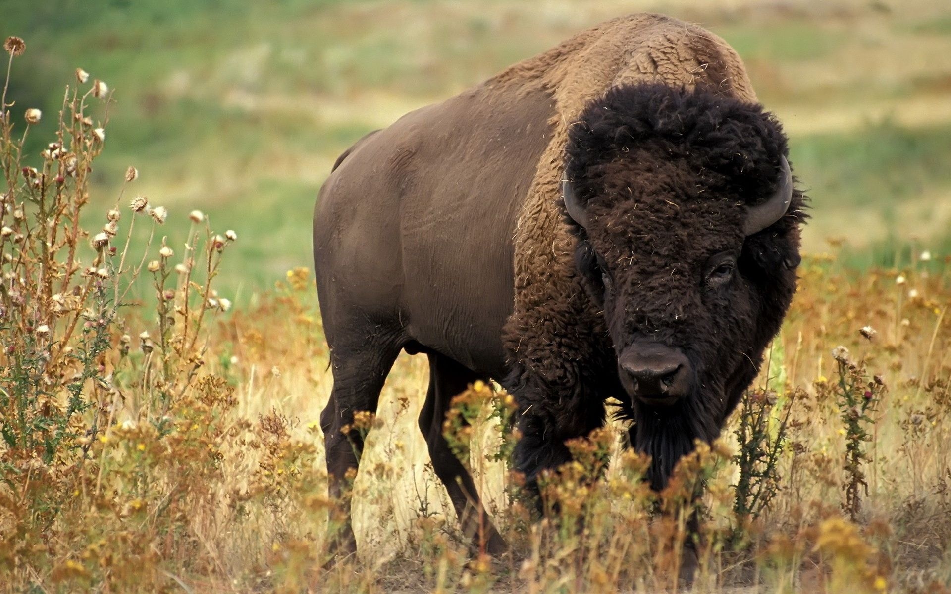Buffalo, Majestic creatures, Bison in their habitat, Nature's balance, 1920x1200 HD Desktop