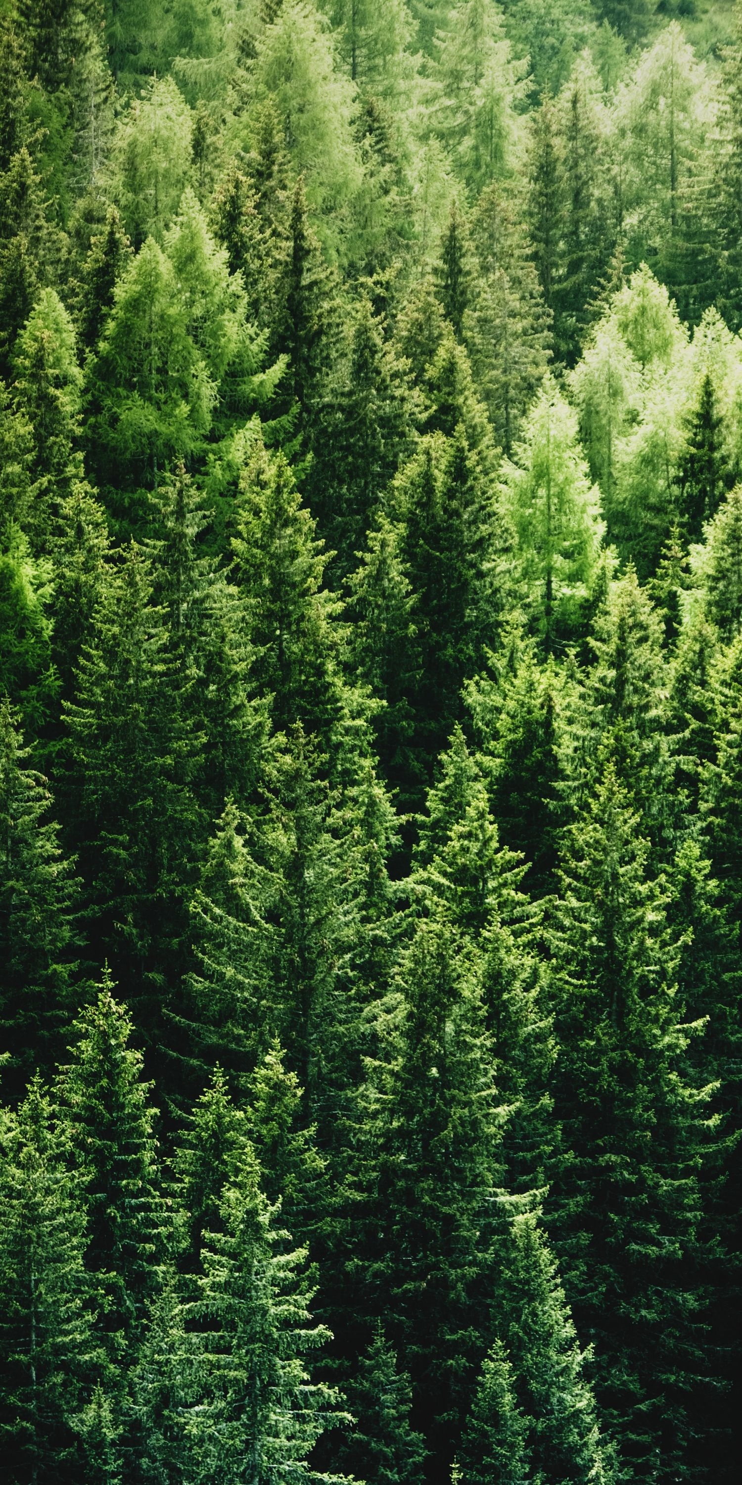 Pine Tree, Forest wallpaper, iPhone, 1500x3000 HD Handy