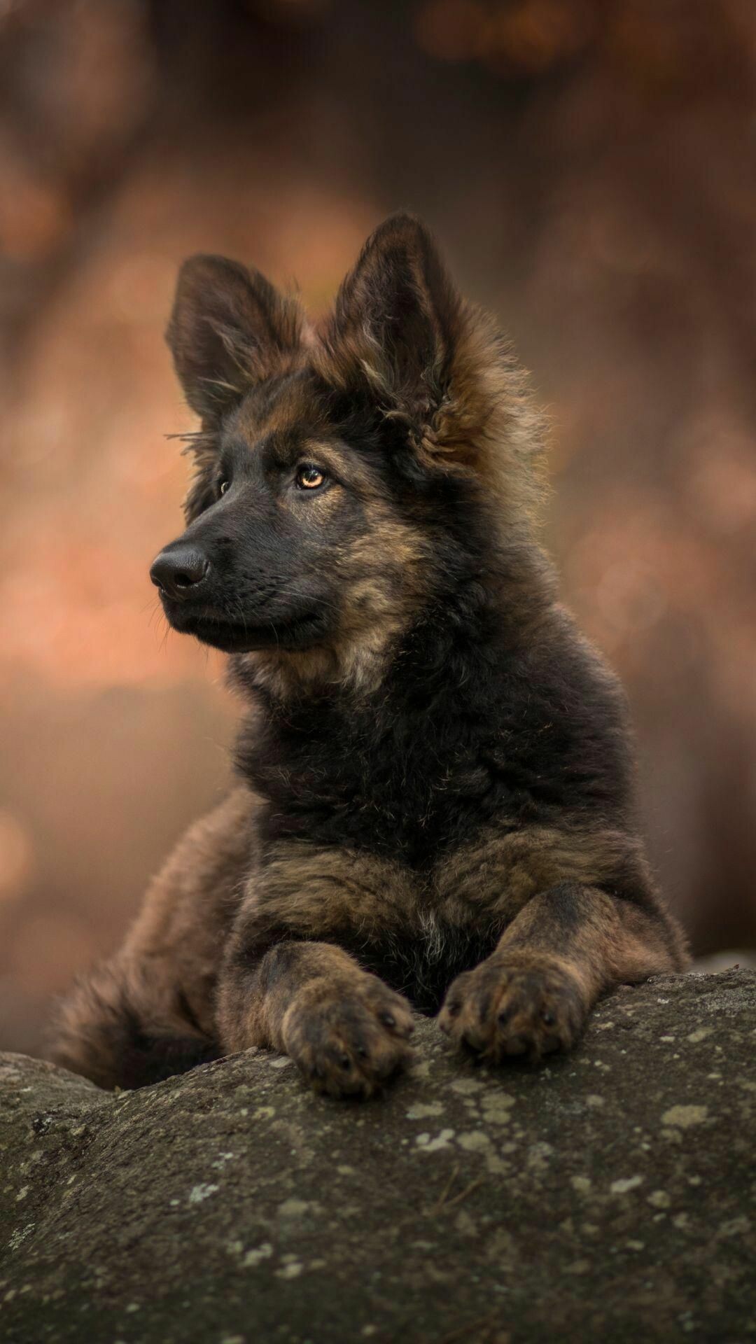 German Shepherd, Mobile wallpaper, Cute puppies, Shepherd breed, 1080x1920 Full HD Phone