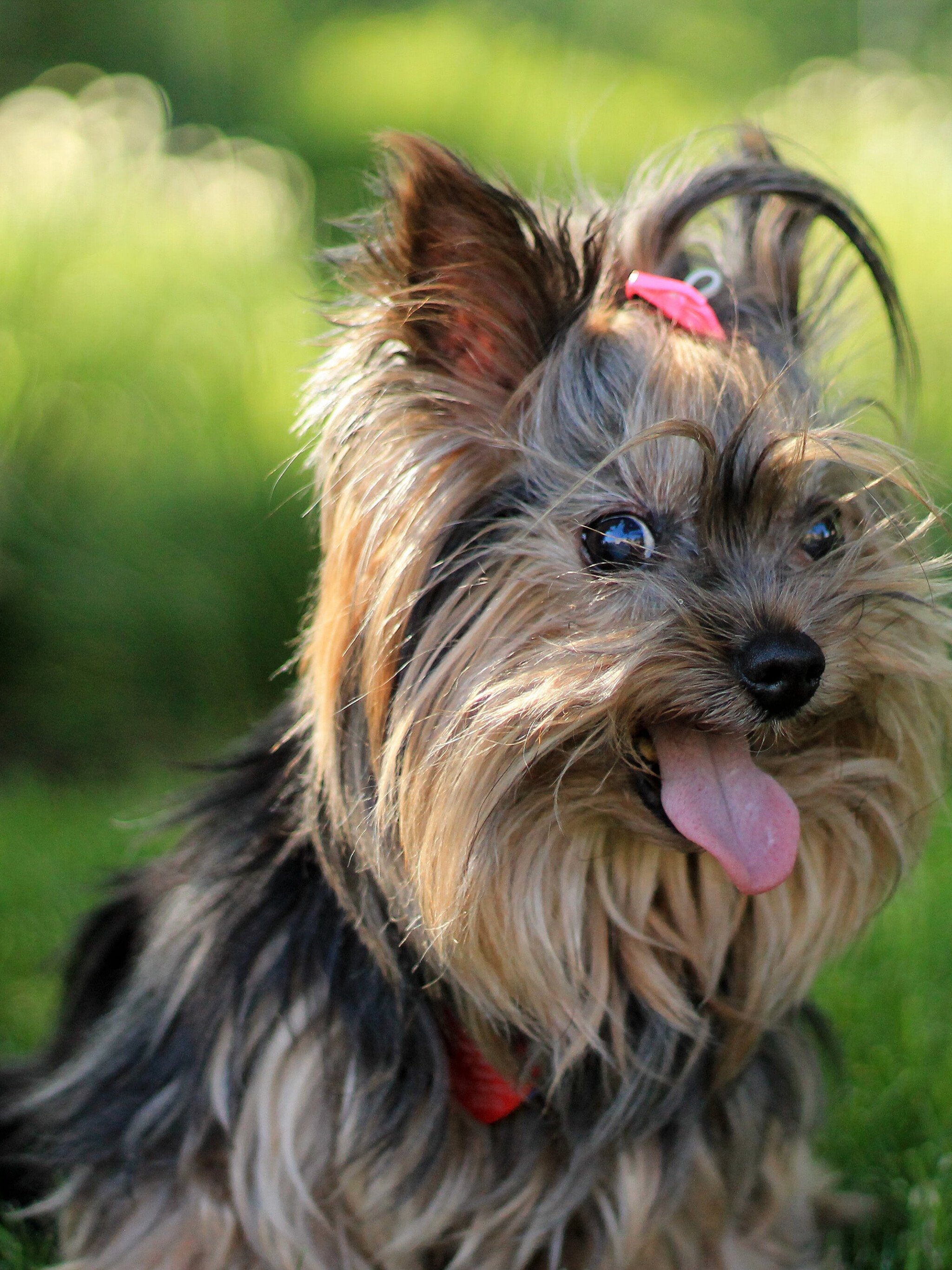 Yorkshire Terrier: A small tan dog with a blue saddle, Companion dog. 2050x2740 HD Wallpaper.