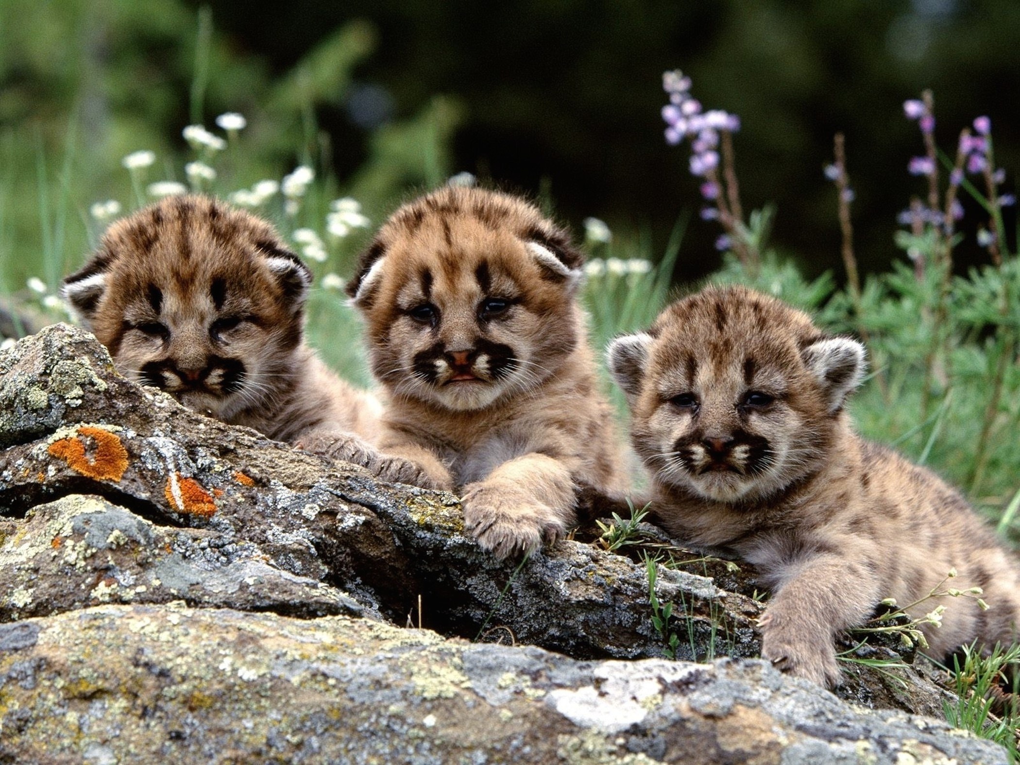 Curious baby lion cubs, Majestic feline, Tiny royalty, Endearing playfulness, 2100x1580 HD Desktop