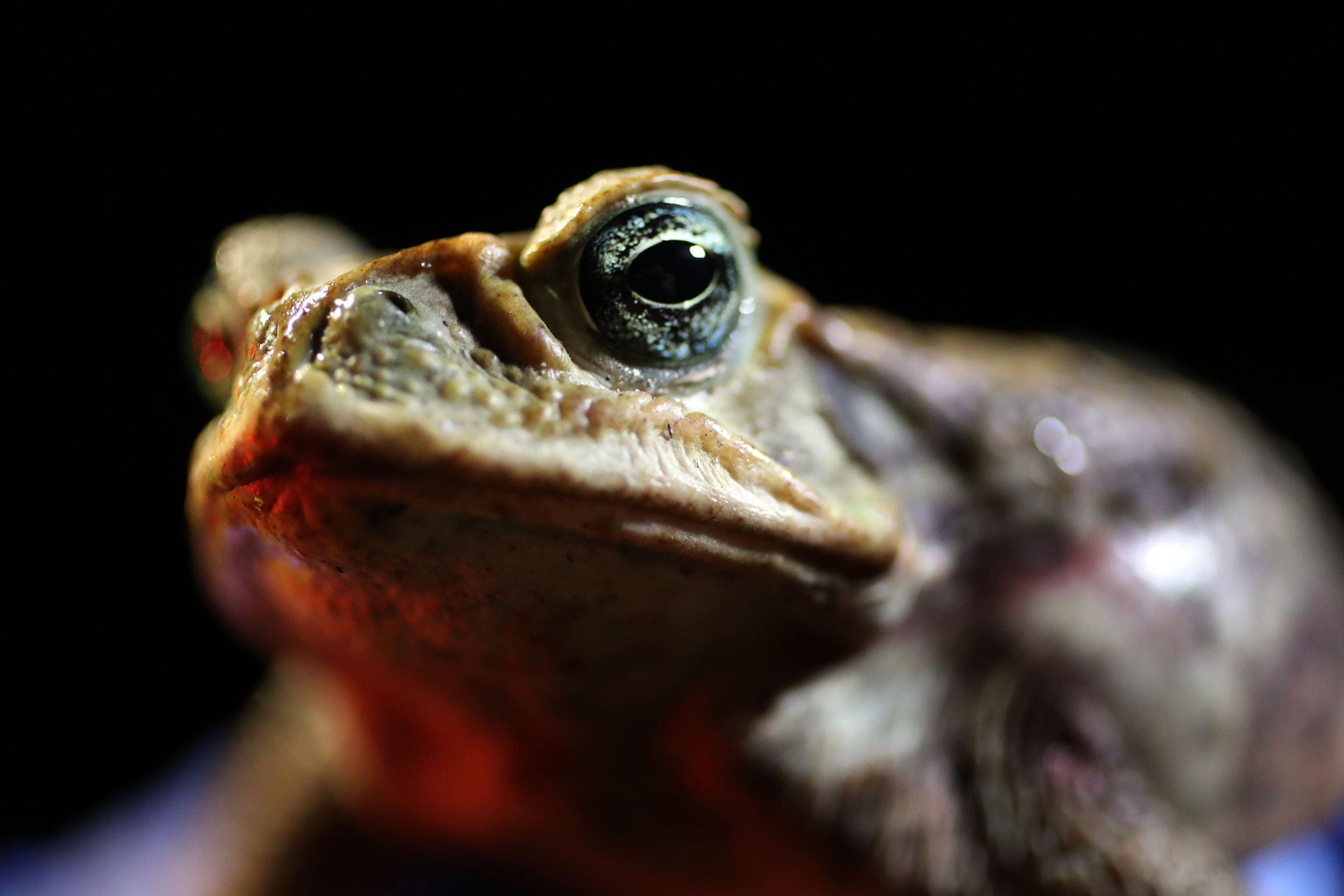 Toad venom, Psychedelic effects, Mike Tyson's experience, Nature's mysteries, 2500x1670 HD Desktop