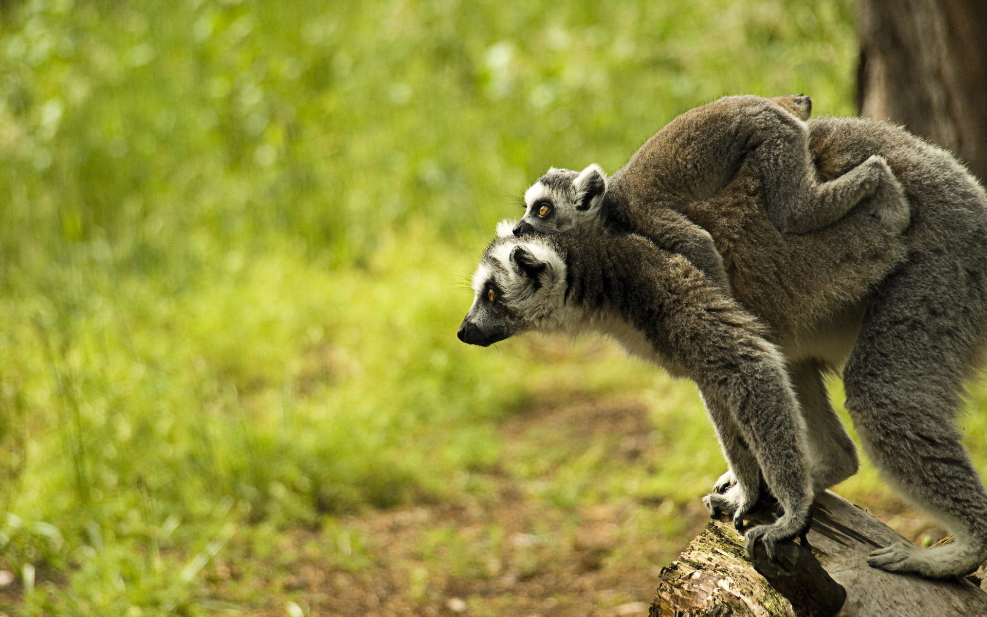 Lemur wallpapers, HD backgrounds, Ring Tailed Lemur, Wildlife appreciation, 1920x1200 HD Desktop