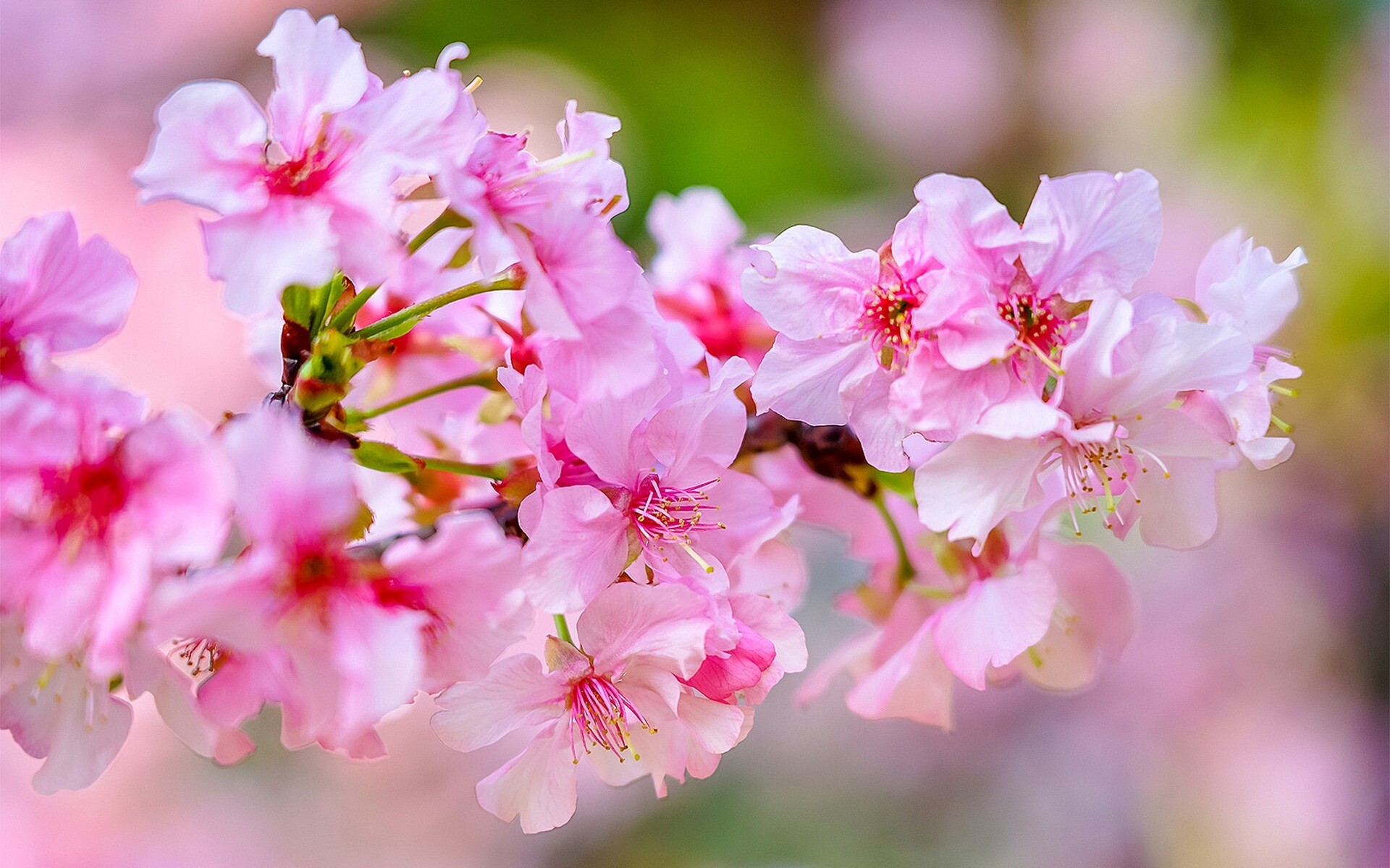 Spring: Cherry blossom, Pink flowers, Sakura, Garden, Flowering. 1920x1200 HD Wallpaper.