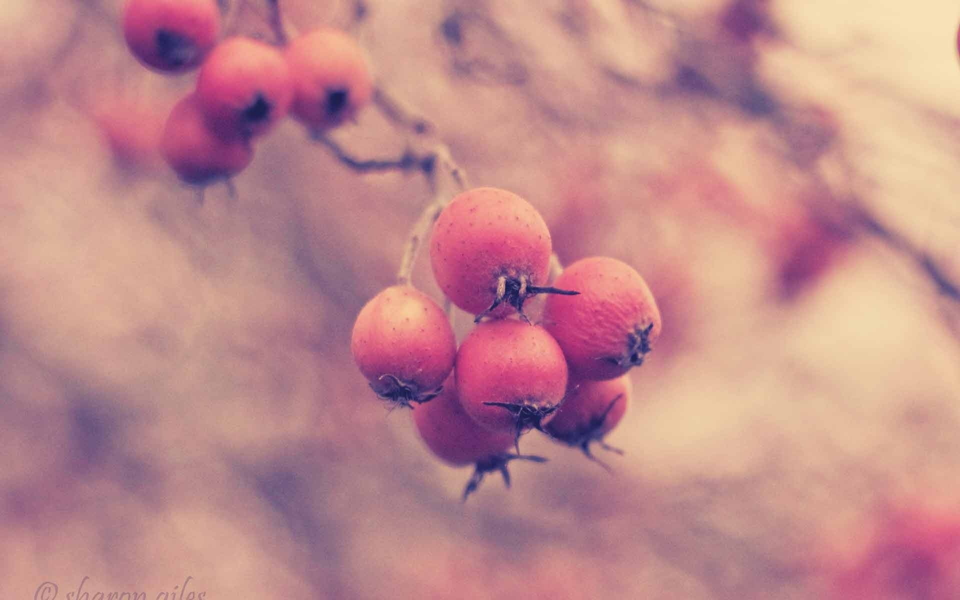 Wild rose berry, Macro reflections, HD wallpaper, Nature, 1920x1200 HD Desktop