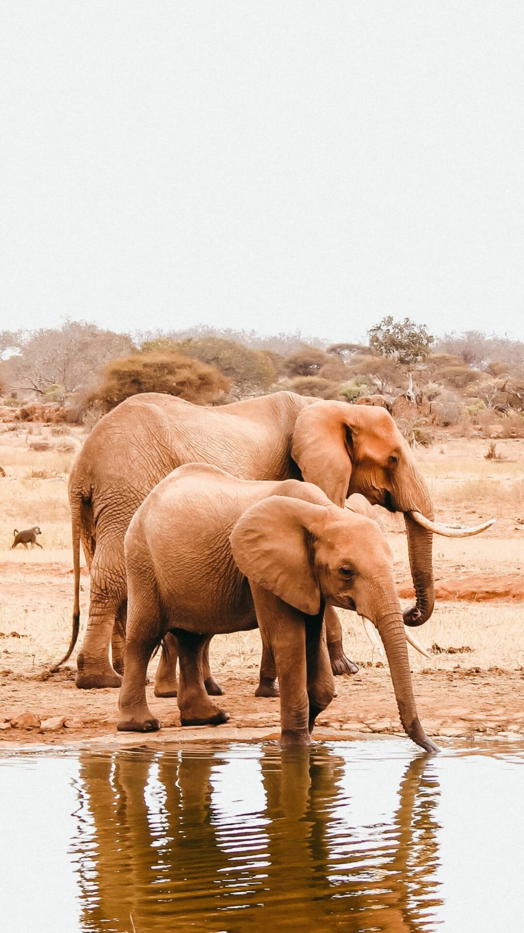 Elephant: Elephants need extensive land areas to survive and meet their ecological needs, which include food, water, and space. 1080x1920 Full HD Background.