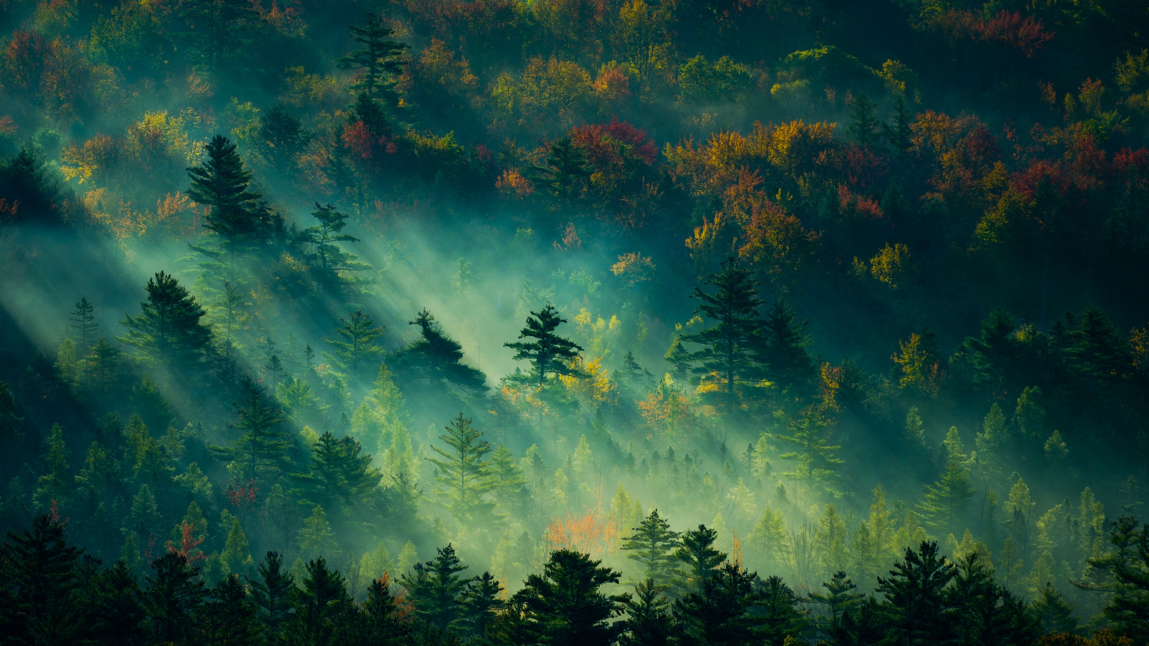 Autumn forest mystique, Foggy ambiance, Whispers of change, Nature's transition, 3840x2160 4K Desktop