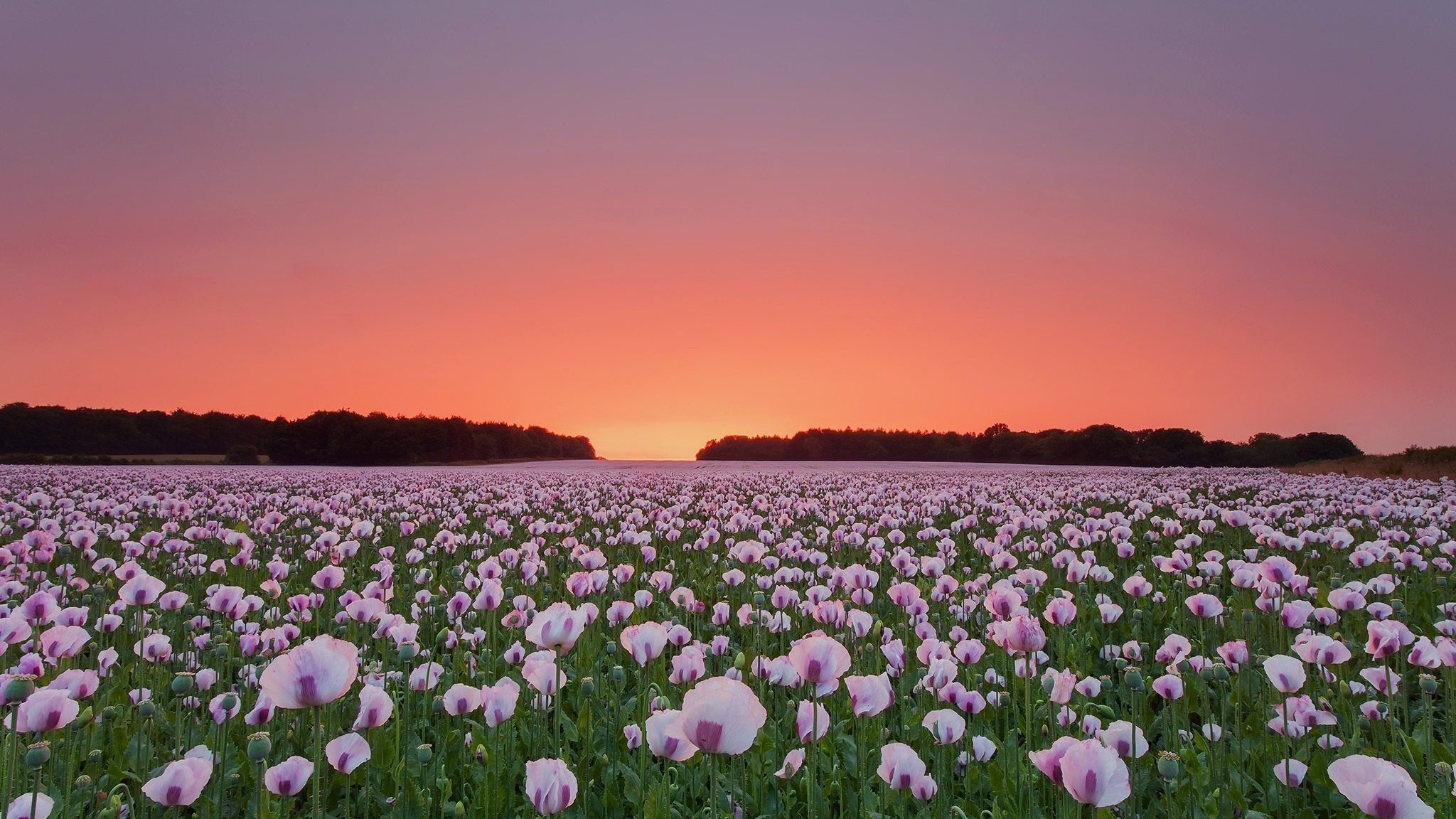 White Poppy, Field of flowers, HD 4K wallpapers, Scenic beauty, 2050x1160 HD Desktop