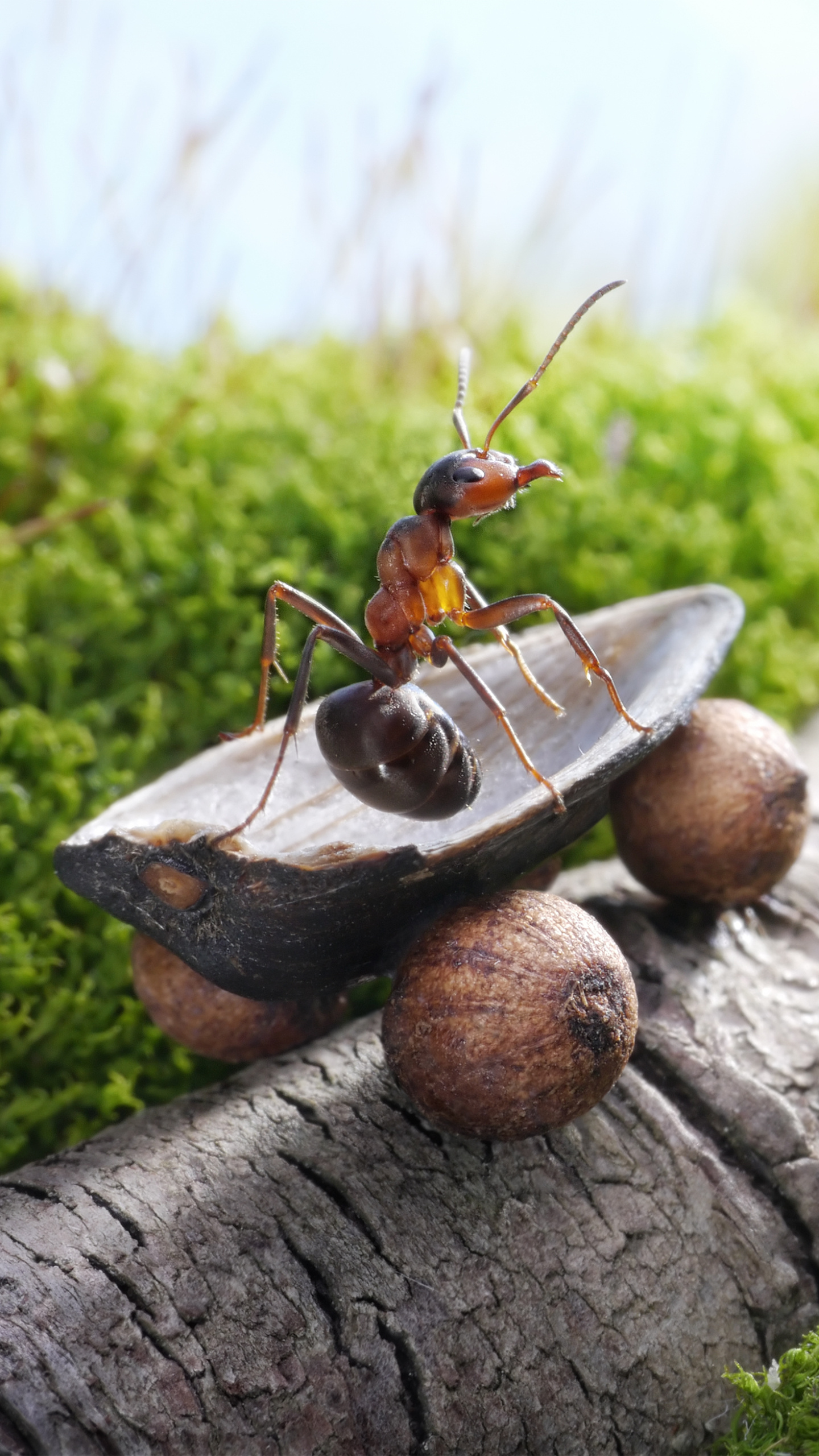 Animal ant, Nature's marvel, Tiny creature, Ant habitat, 1440x2560 HD Handy