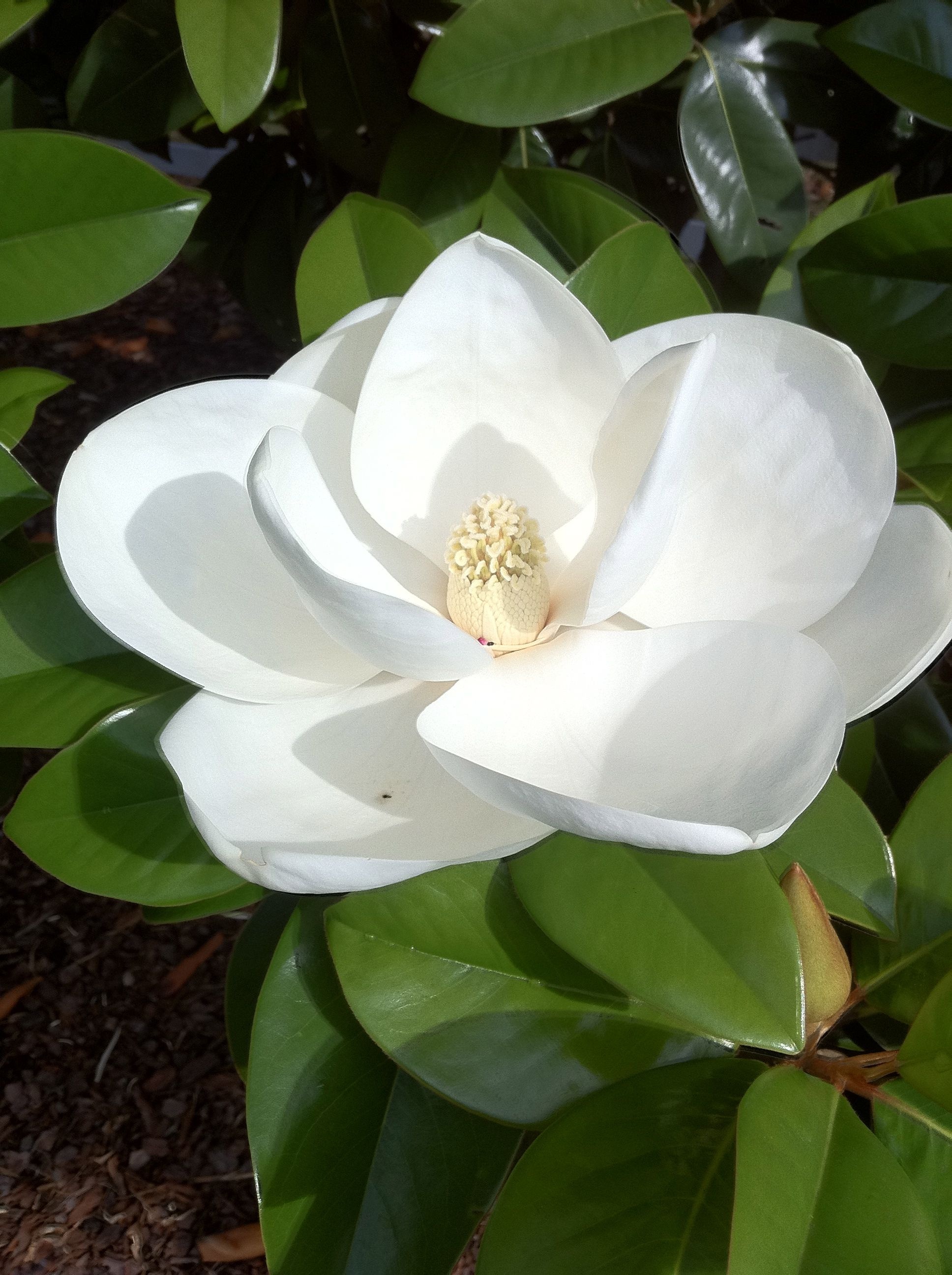 Beautiful magnolias, Pretty flowers, Floral wallpaper, Magnolia bliss, 1940x2600 HD Phone