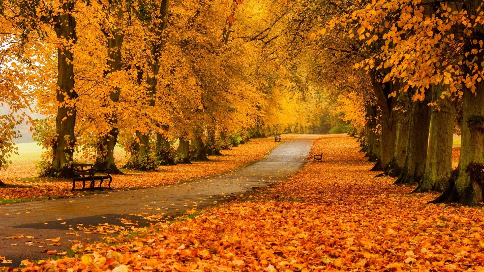 Landscape bliss, Enchanting forest path, Fall's colorful embrace, Park's natural wonders, 1920x1080 Full HD Desktop