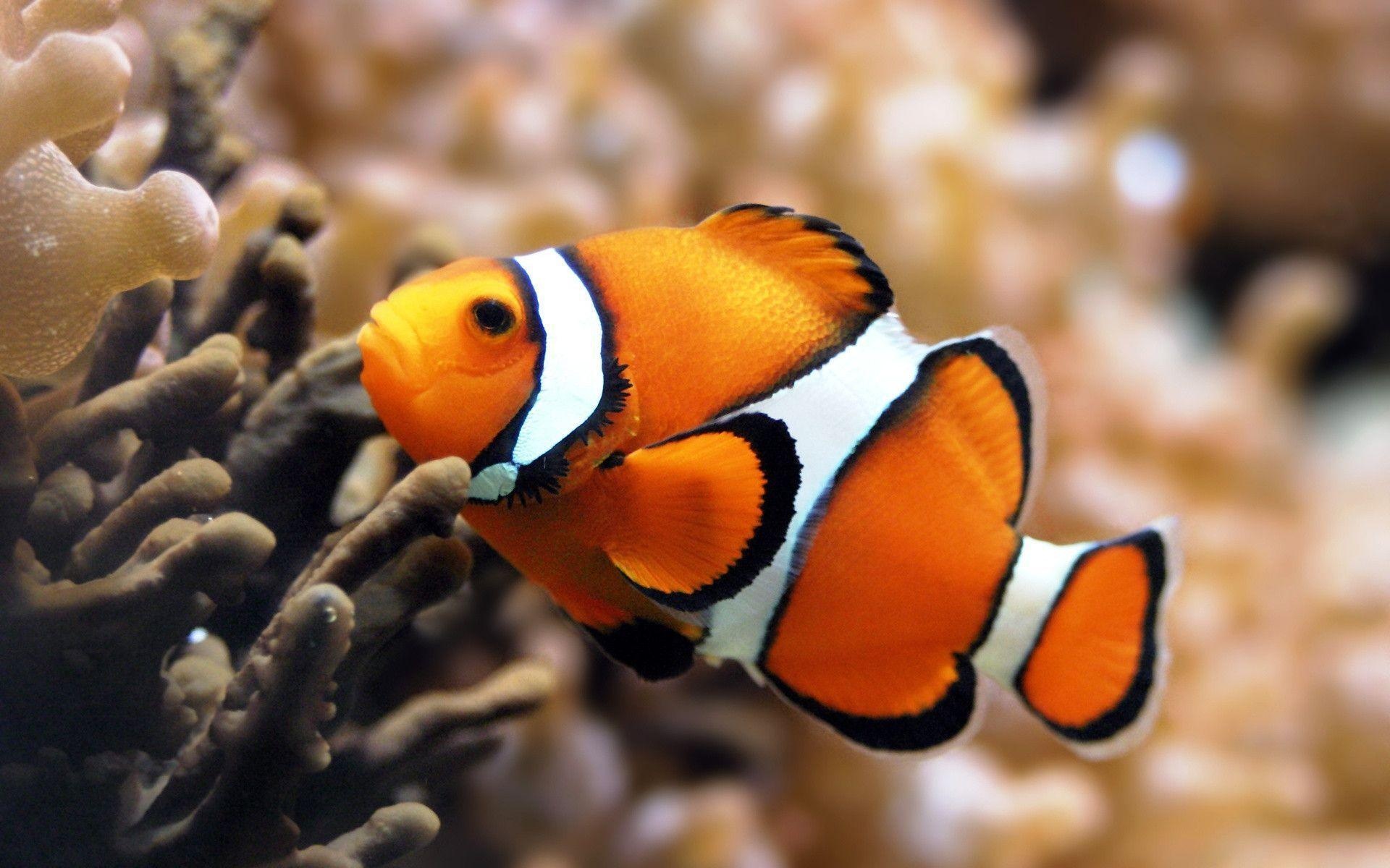 Clown Fish: Amphiprion ocellaris, One of the rare coral reef species. 1920x1200 HD Background.