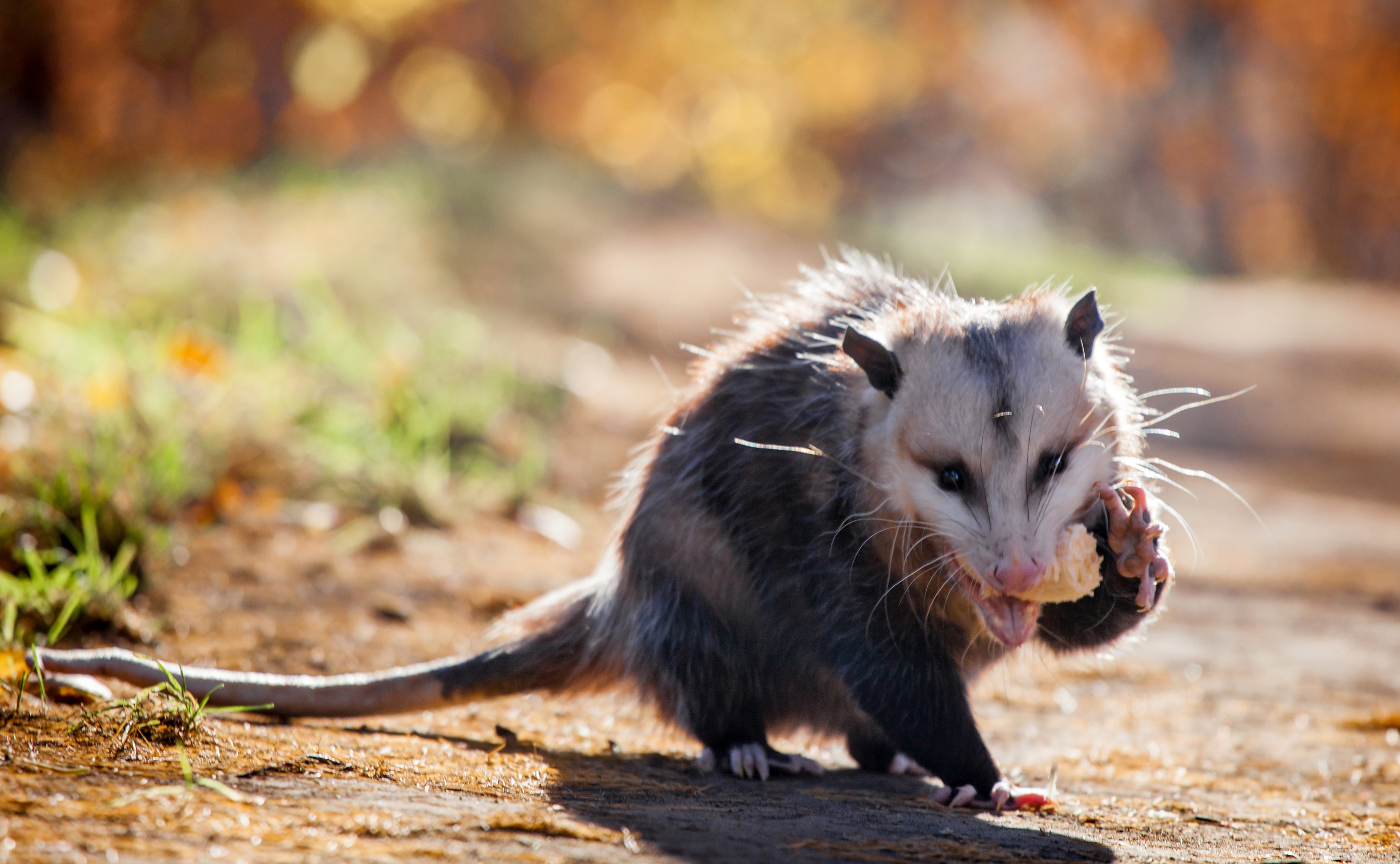 Coexisting with opossums, Forest preserve guidelines, Wildlife conservation, Sustainable living, 3220x1990 HD Desktop