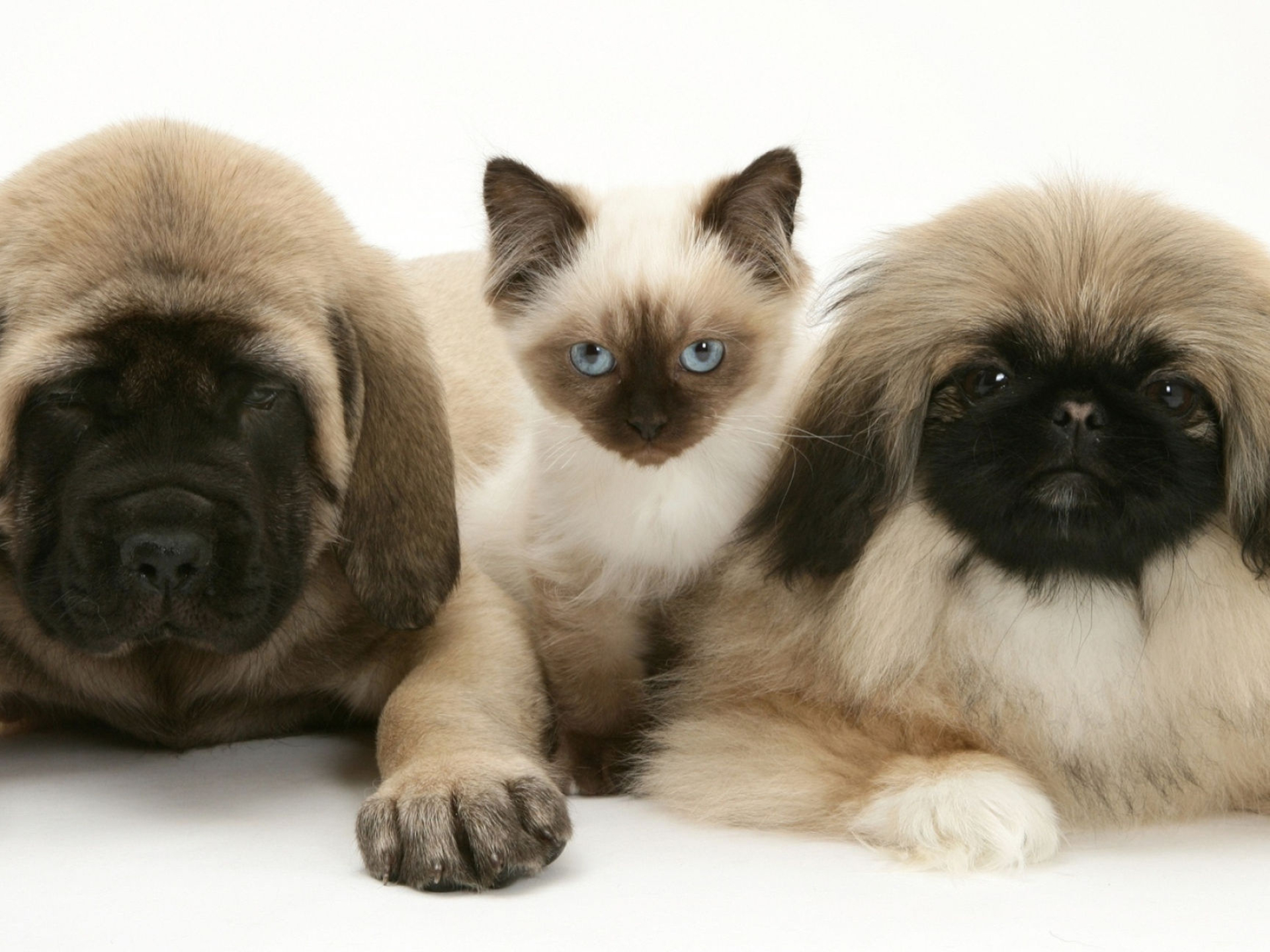 Pekingese puppies, English Mastiff, Birman cross kitten, Animal friends, 1920x1440 HD Desktop