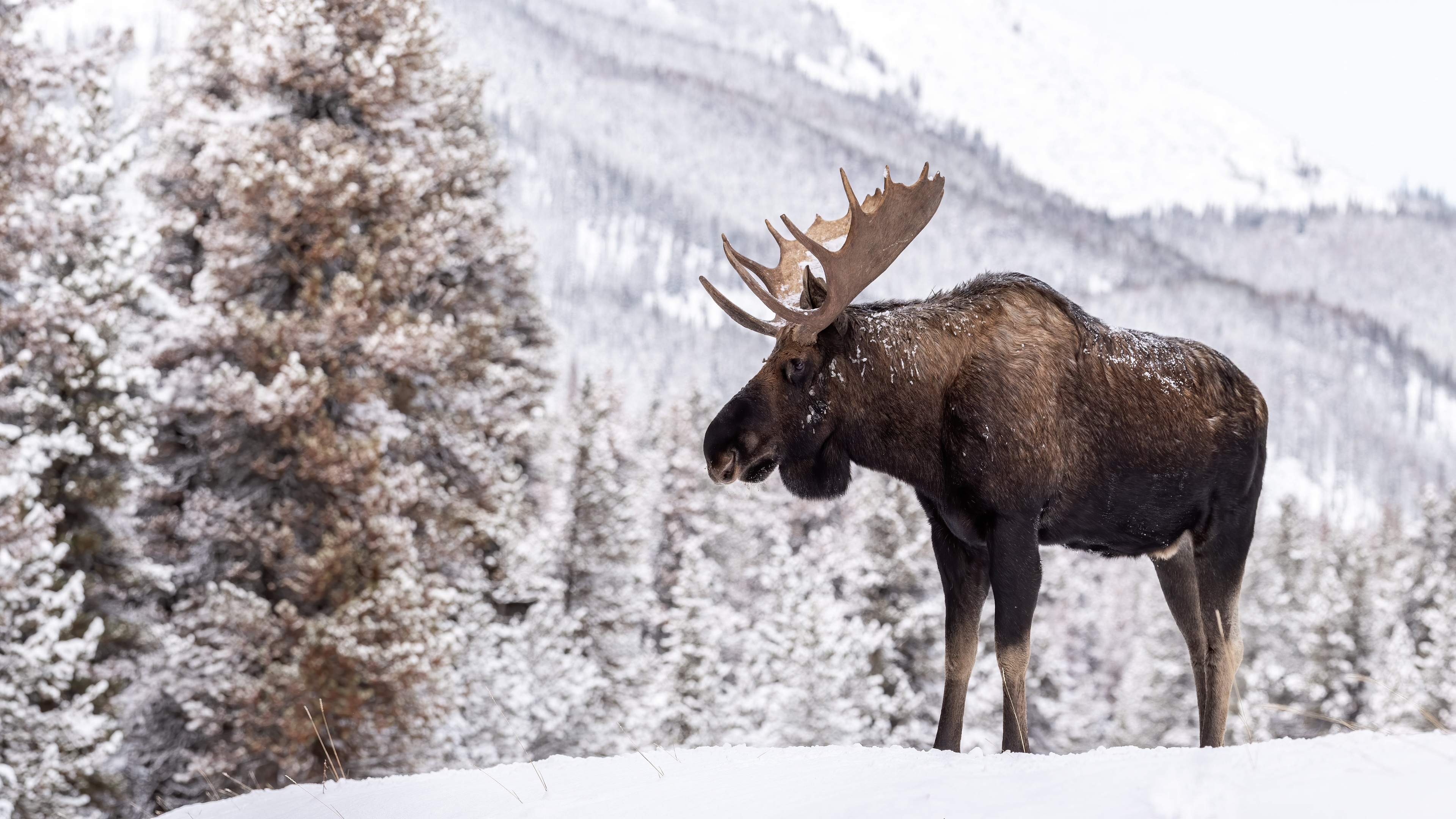 Moose, Winter wonderland, Majestic moose, Scenic beauty, 3840x2160 4K Desktop
