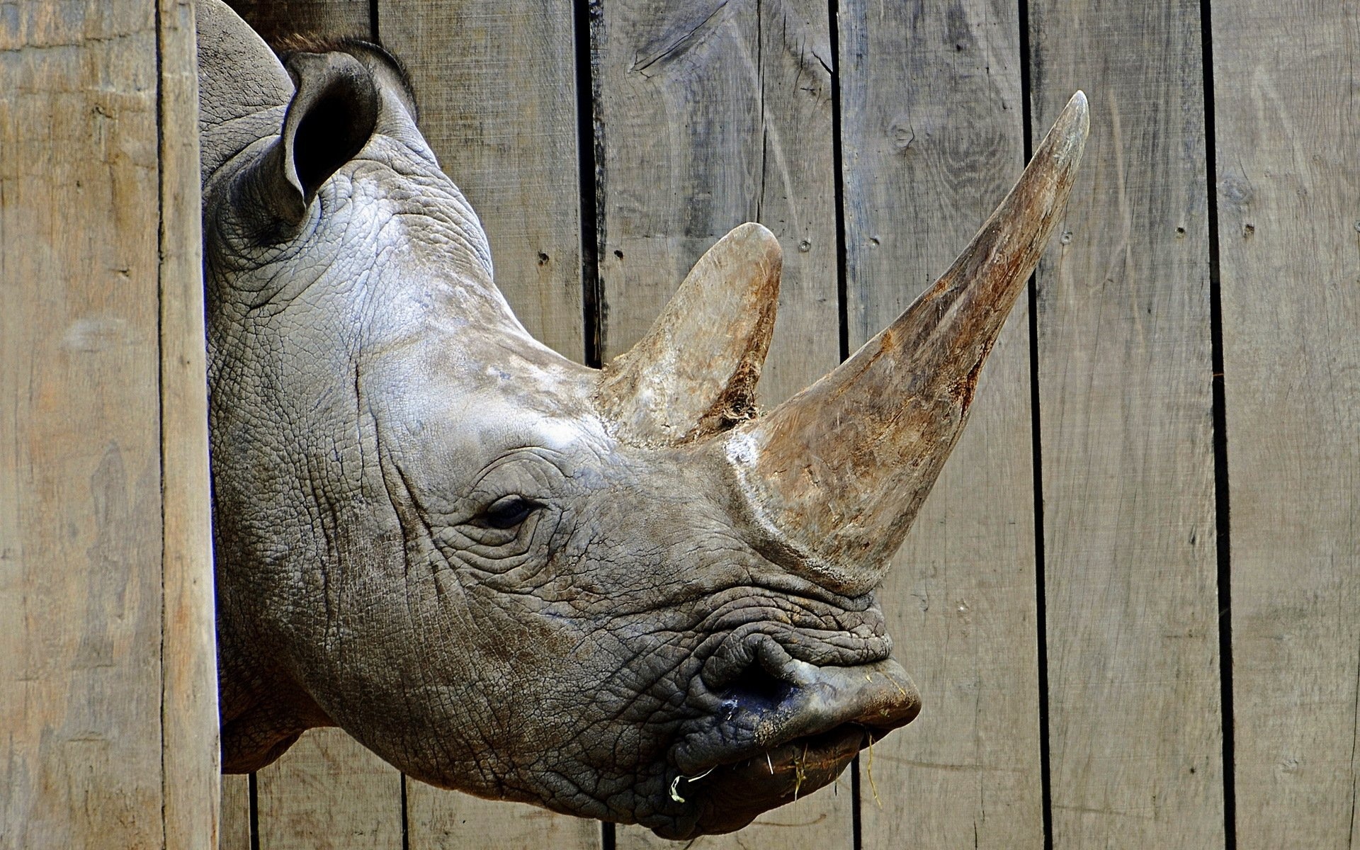 Rhinoceros head image, Rhino wallpaper in high definition, Rhino picture for desktop and mobile, Detailed animal portrait, 1920x1200 HD Desktop