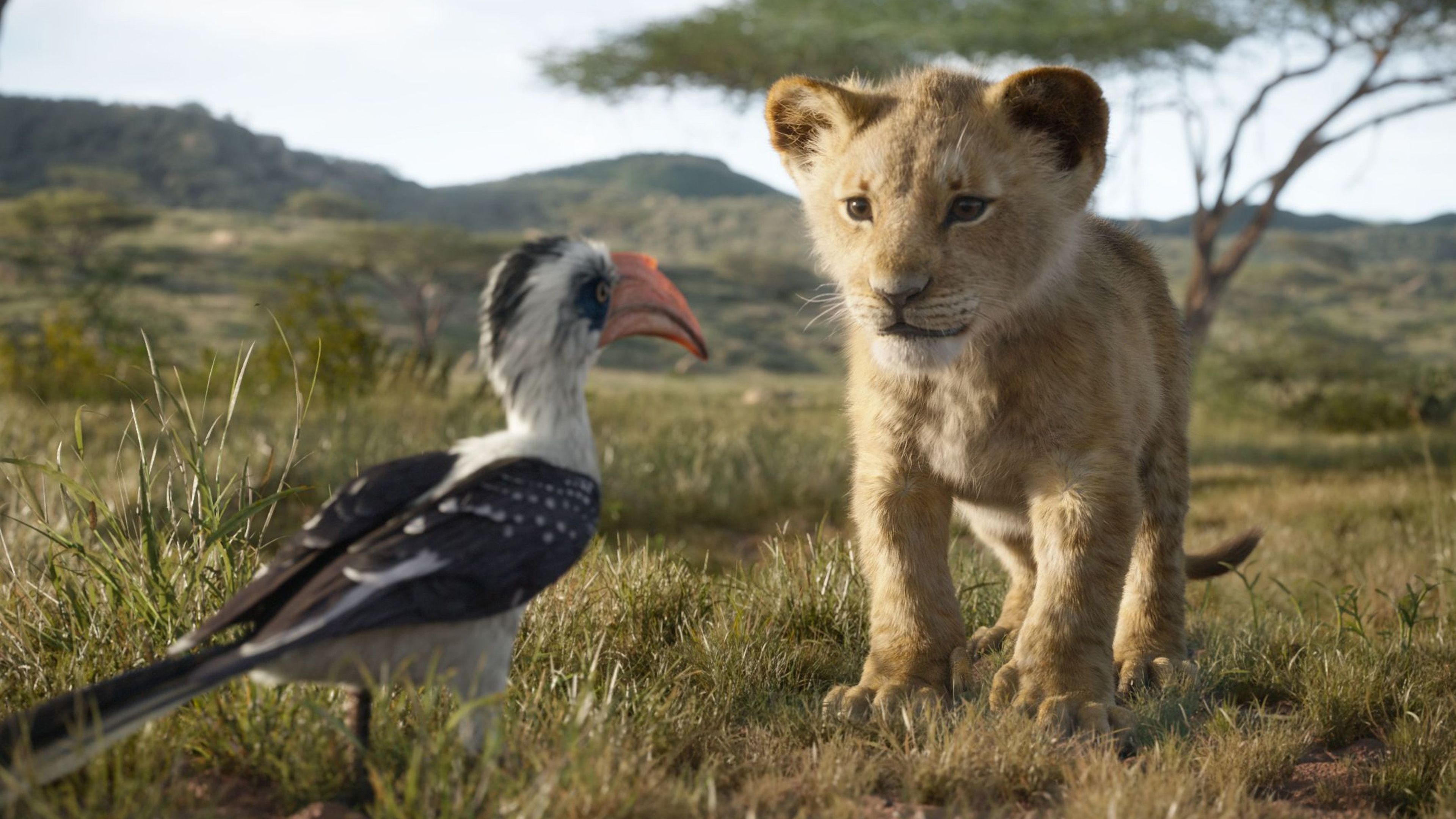 The Lion King 2019, Simba character, Disney wallpapers, Striking visuals, 3840x2160 4K Desktop