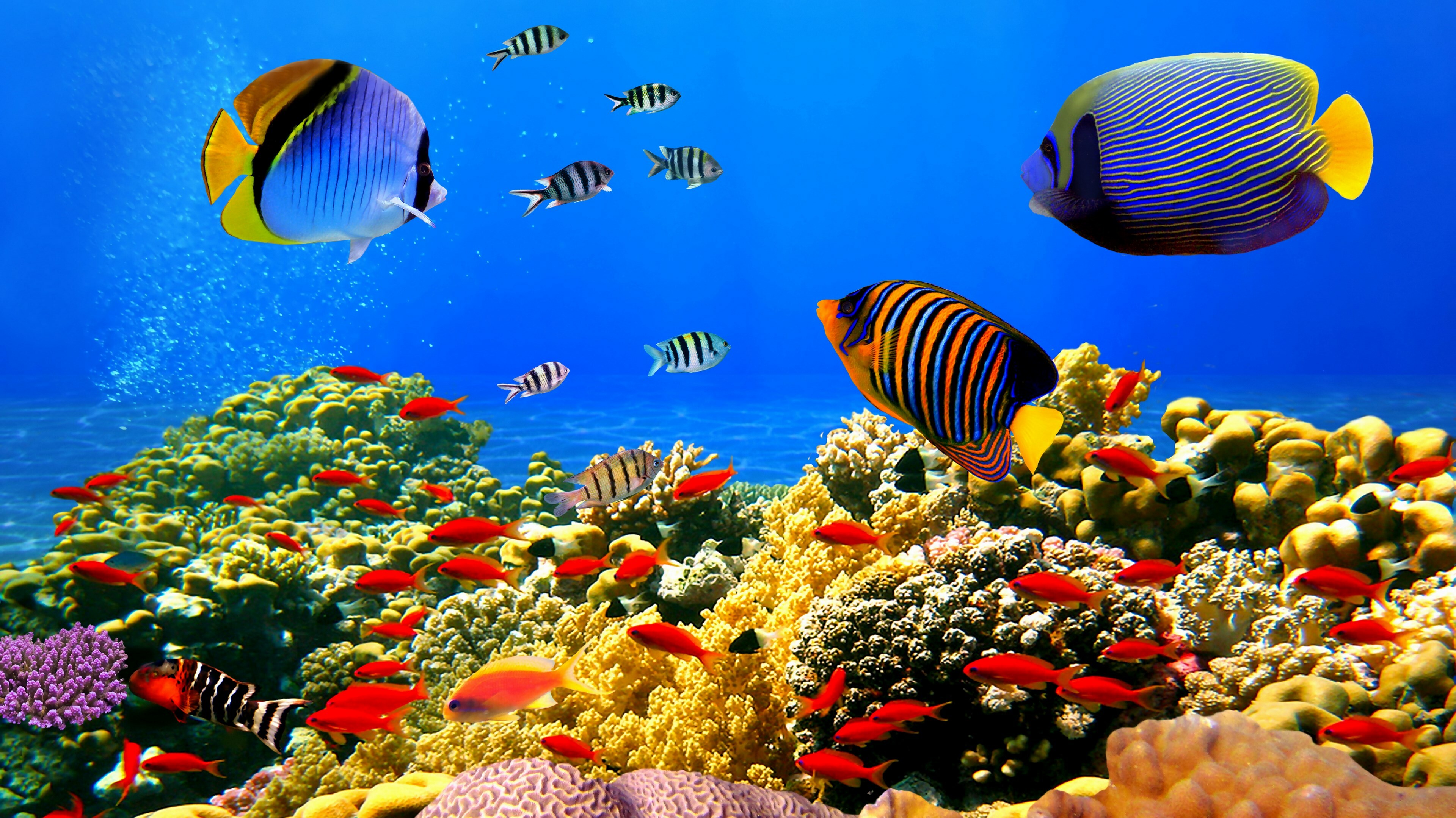 Coral Reef: Reefs are formed of colonies of polyps held together by calcium carbonate. 3840x2160 4K Wallpaper.