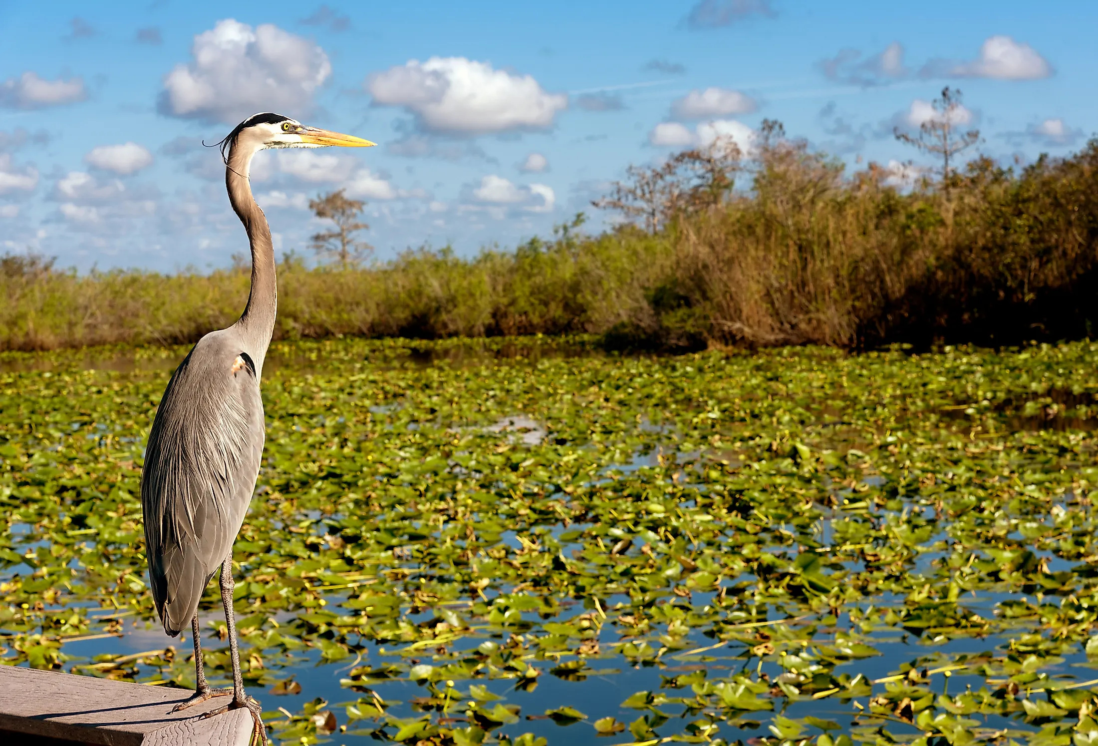Everglades National Park, Worldatlas, Geographic facts, Interesting trivia, 2200x1500 HD Desktop