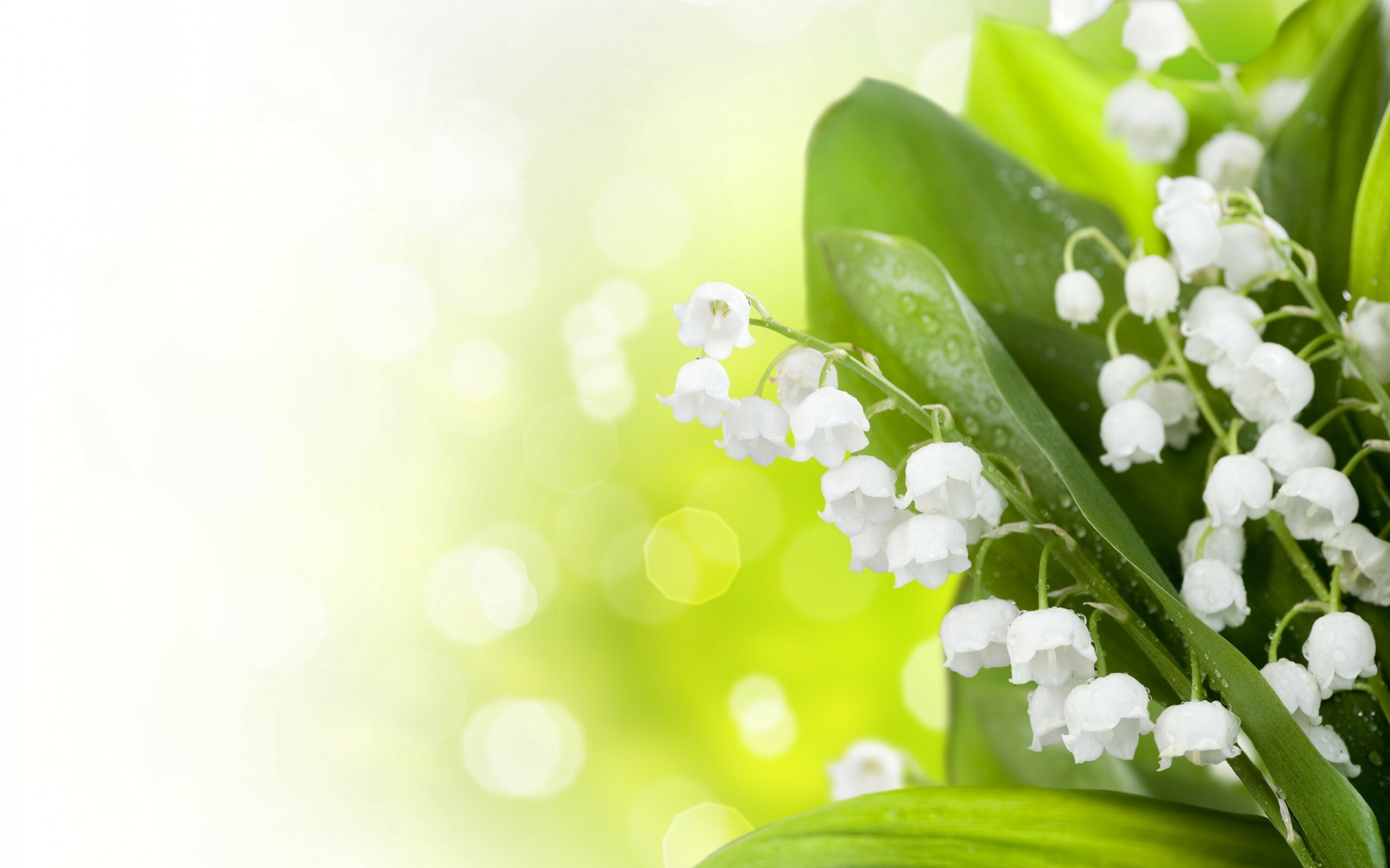 Lily of the Valley: A delicate woodland plant is famous for its sweetly scented, bell-shaped white flowers. 2560x1600 HD Wallpaper.