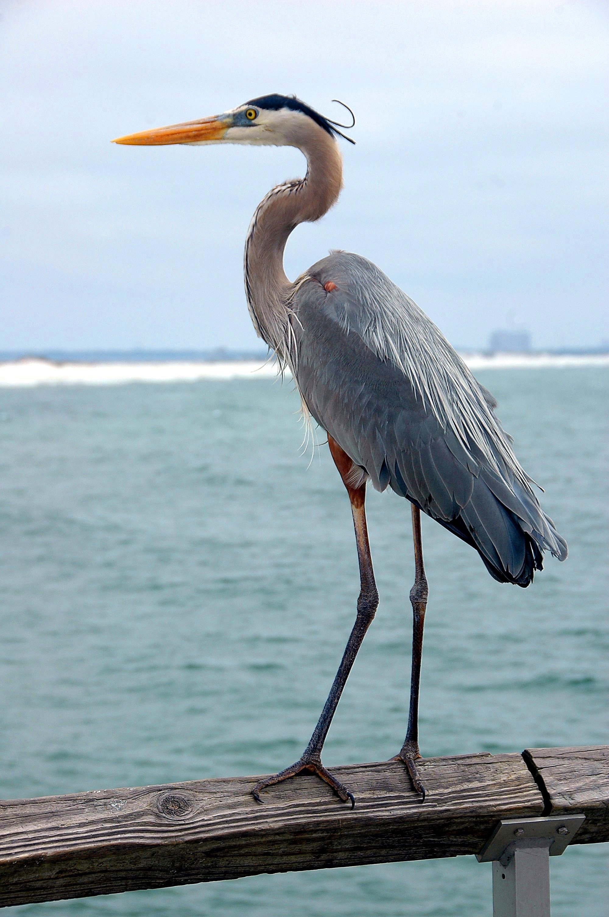Great blue heron, Magnificent bird, Wildlife photography, Nature's wonder, 2000x3010 HD Phone