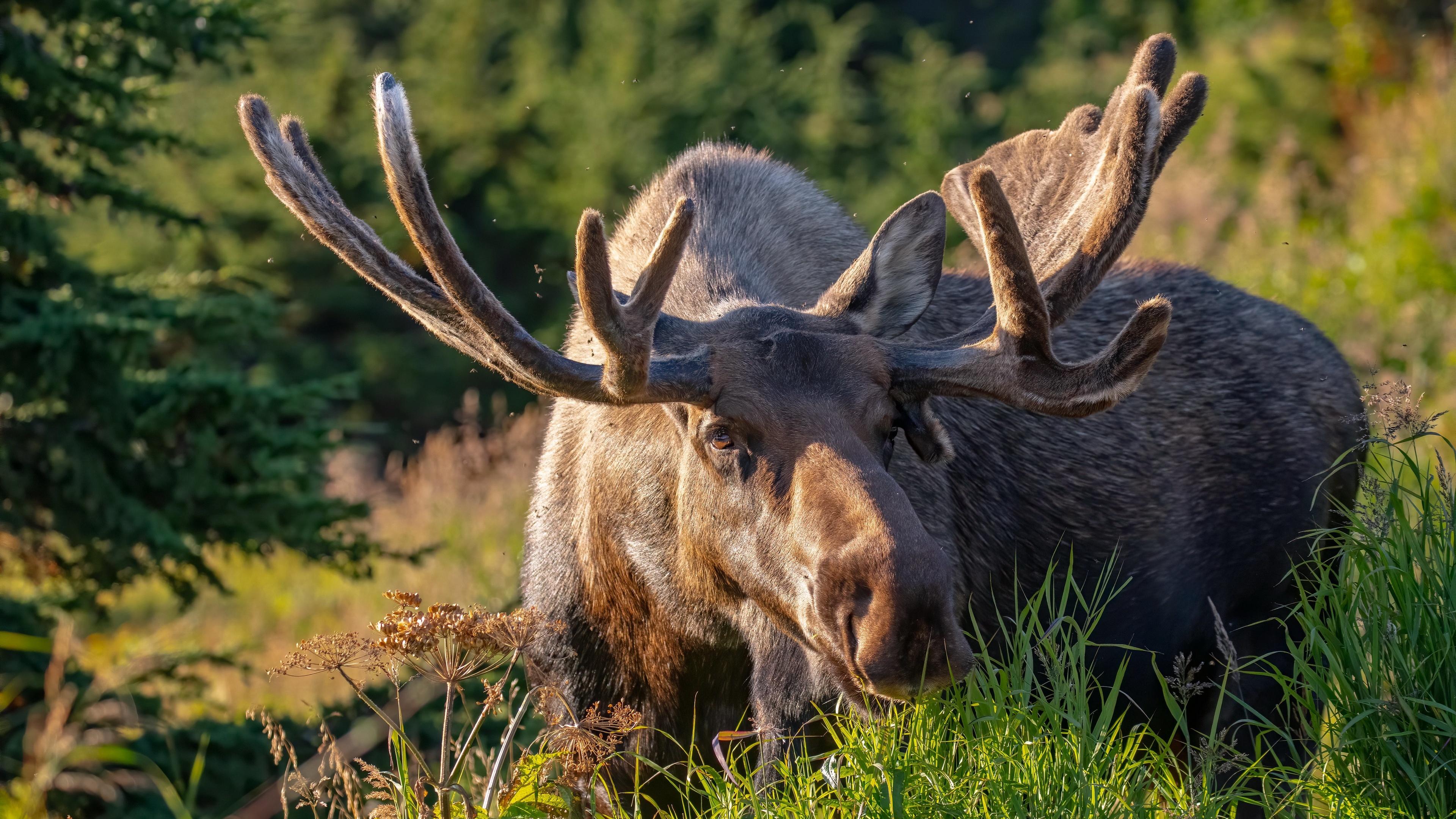 Graceful moose, Stunning wildlife, Impressive antlers, Nature's marvel, 3840x2160 4K Desktop