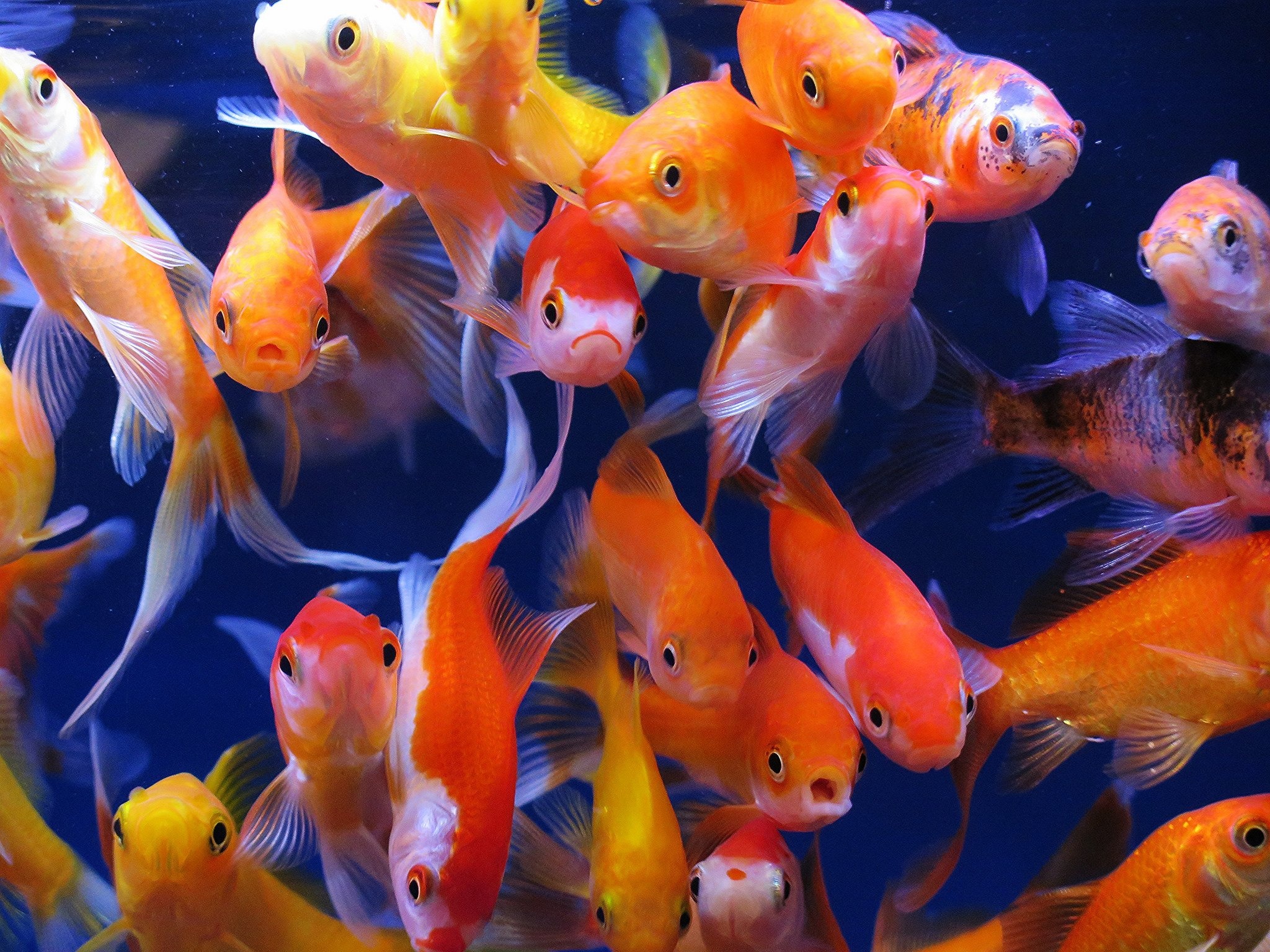 Goldfish: Considered to be a symbol of wealth and prosperity in many cultures. 2050x1540 HD Background.