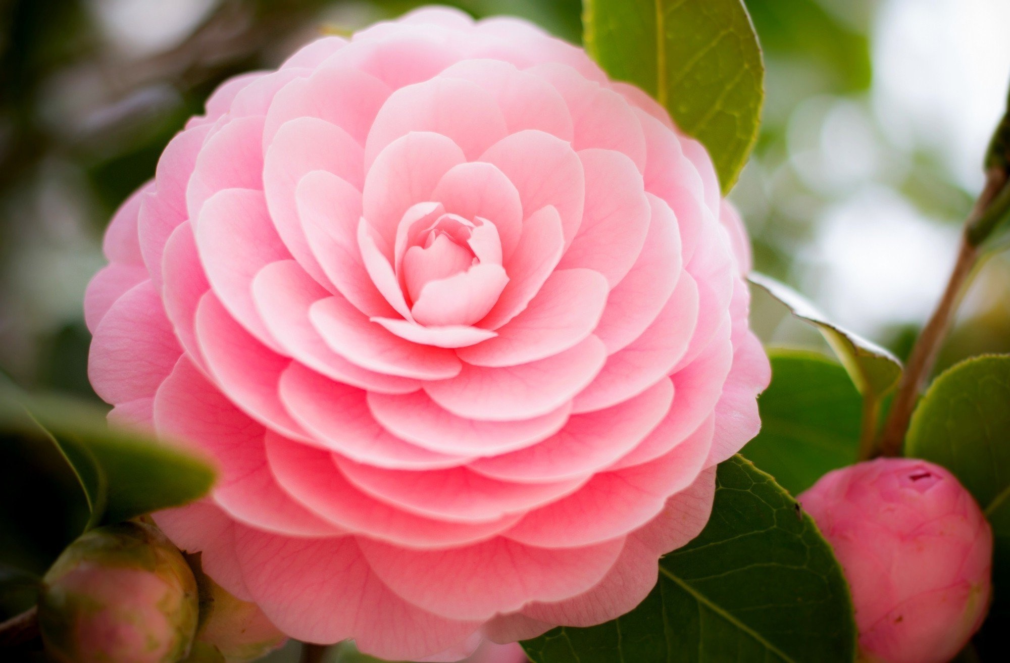 Pink flower, HD wallpapers, Vibrant resolution, Floral beauty, 2000x1320 HD Desktop