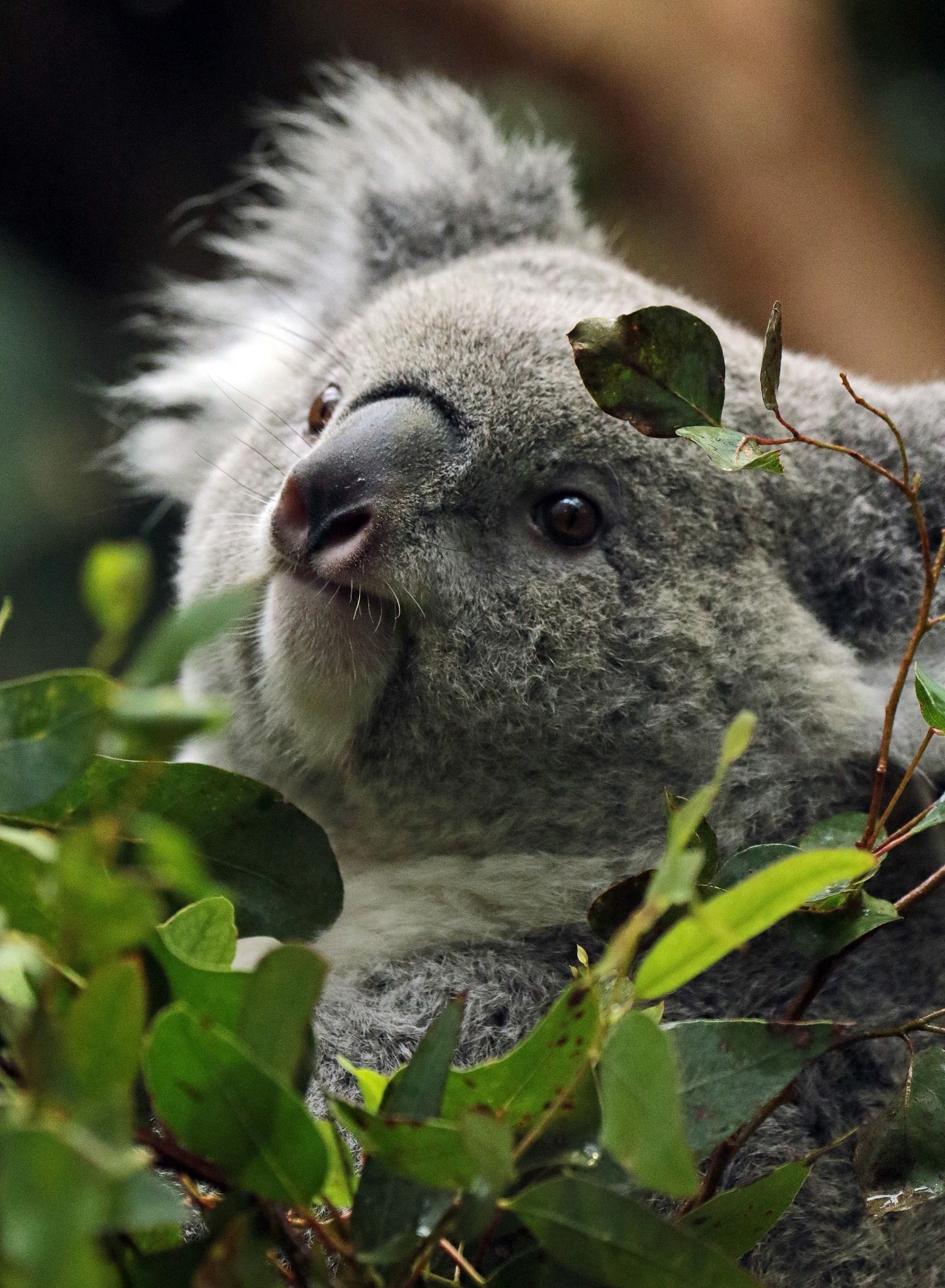 Koala in Duisburg, Cute Australian animals, Baby animal joy, Sweet koala face, 1510x2050 HD Handy