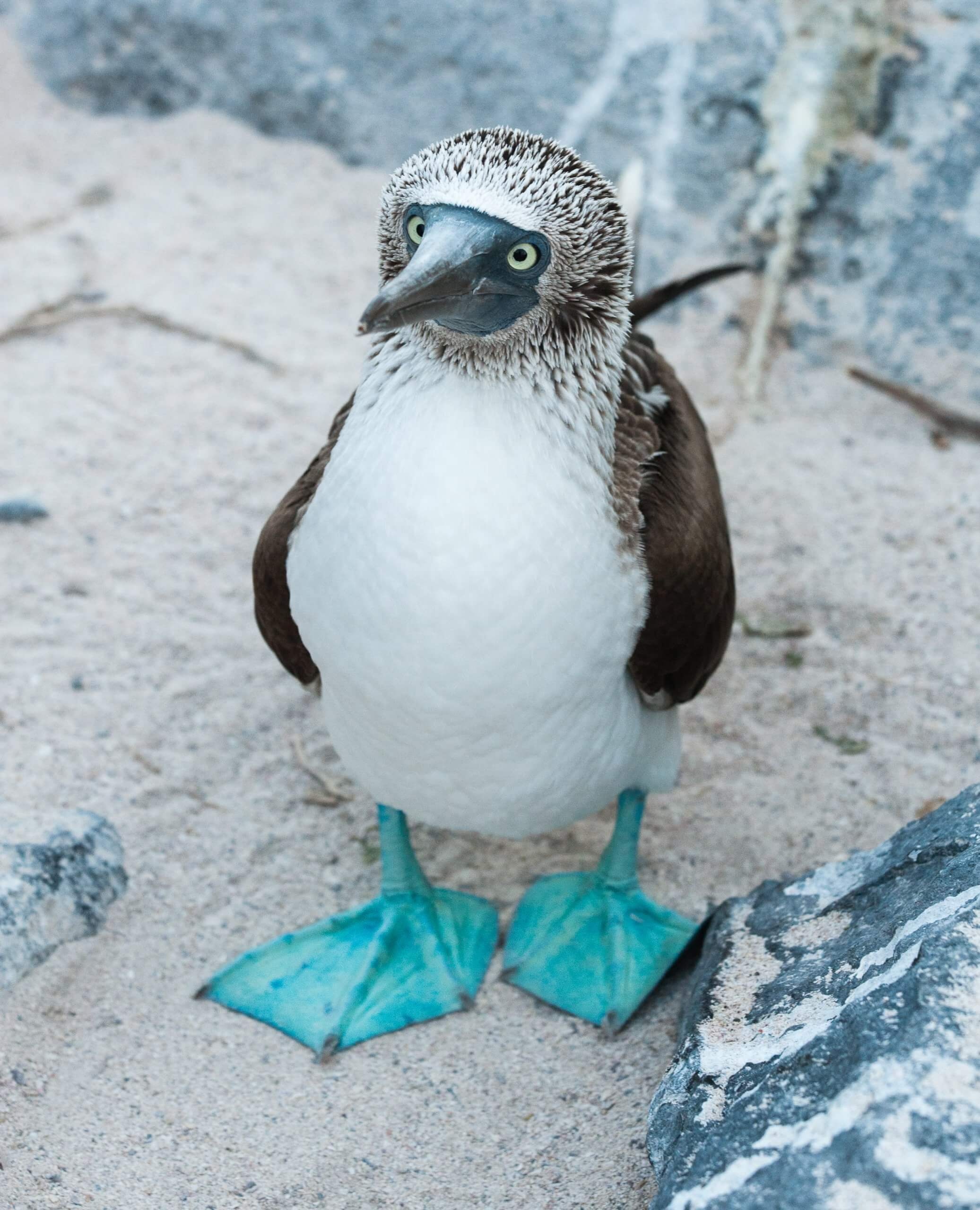 Distinctive blue feet, Funny and adorable, Marine bird, Booby, 2080x2560 HD Phone