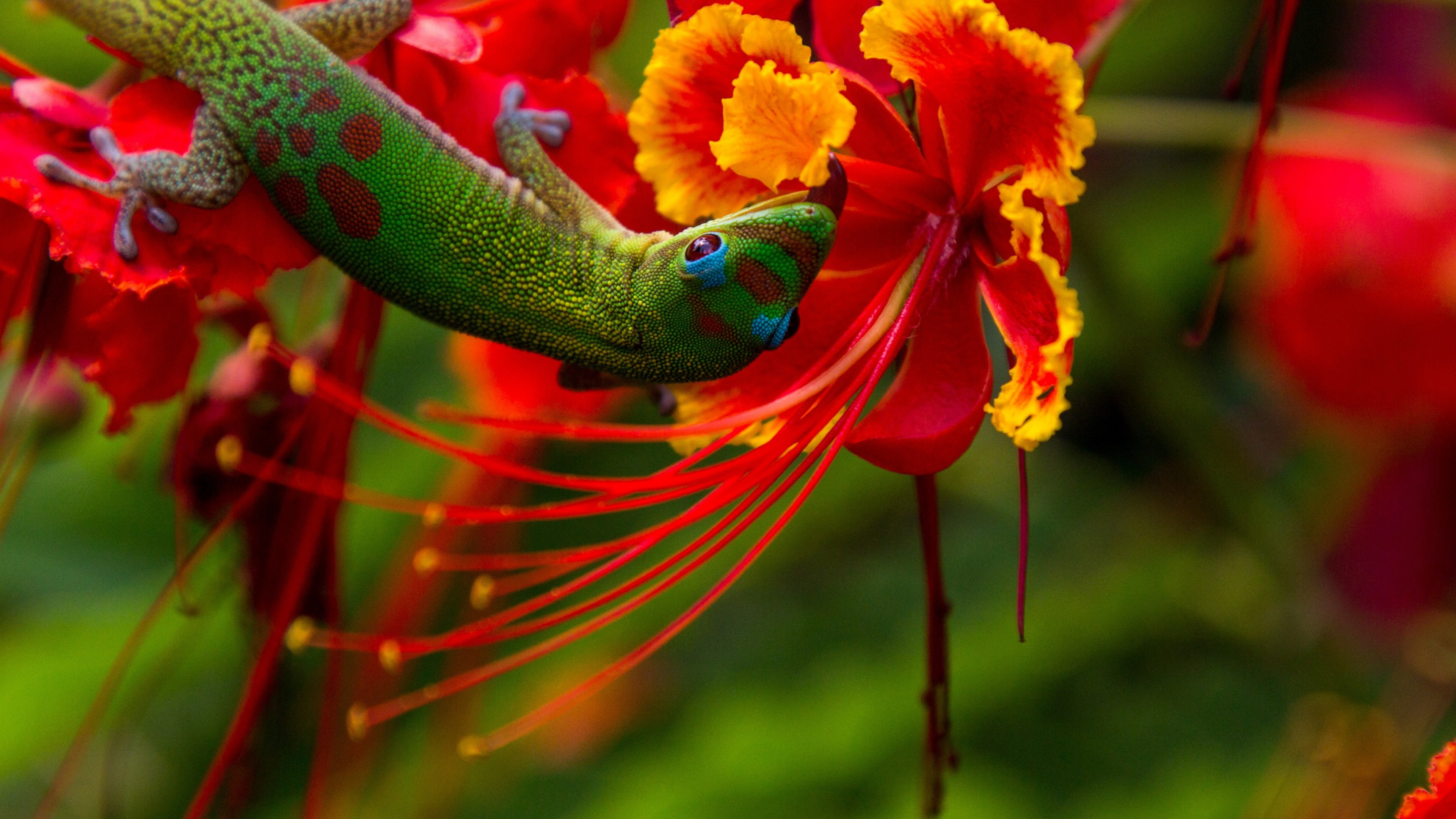 Hawaiian Flower, Lizard in Hawaii, Vibrant colors, Exotic nature, 3840x2160 4K Desktop