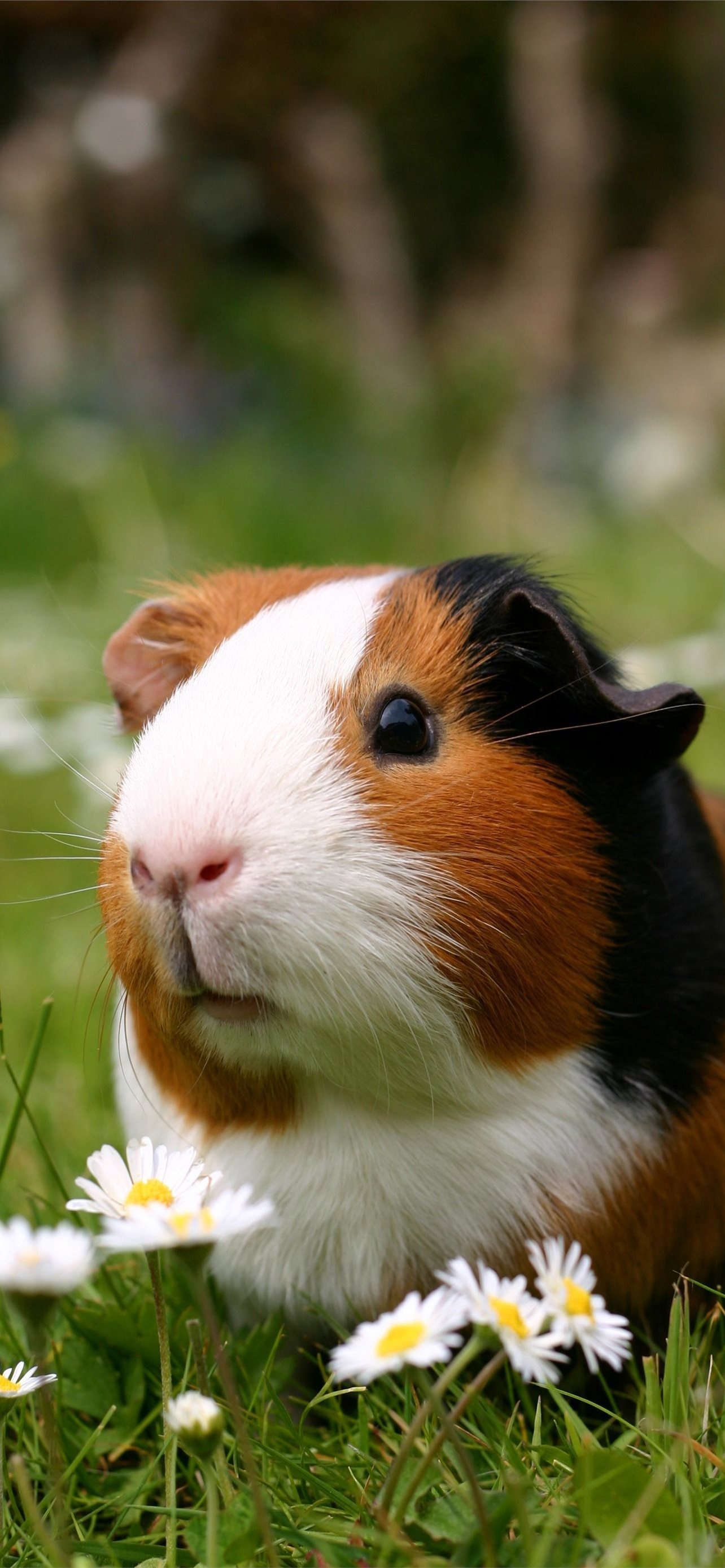 Cute guinea pigs, Adorable pets, Fluffy companions, Playful animals, 1290x2780 HD Handy