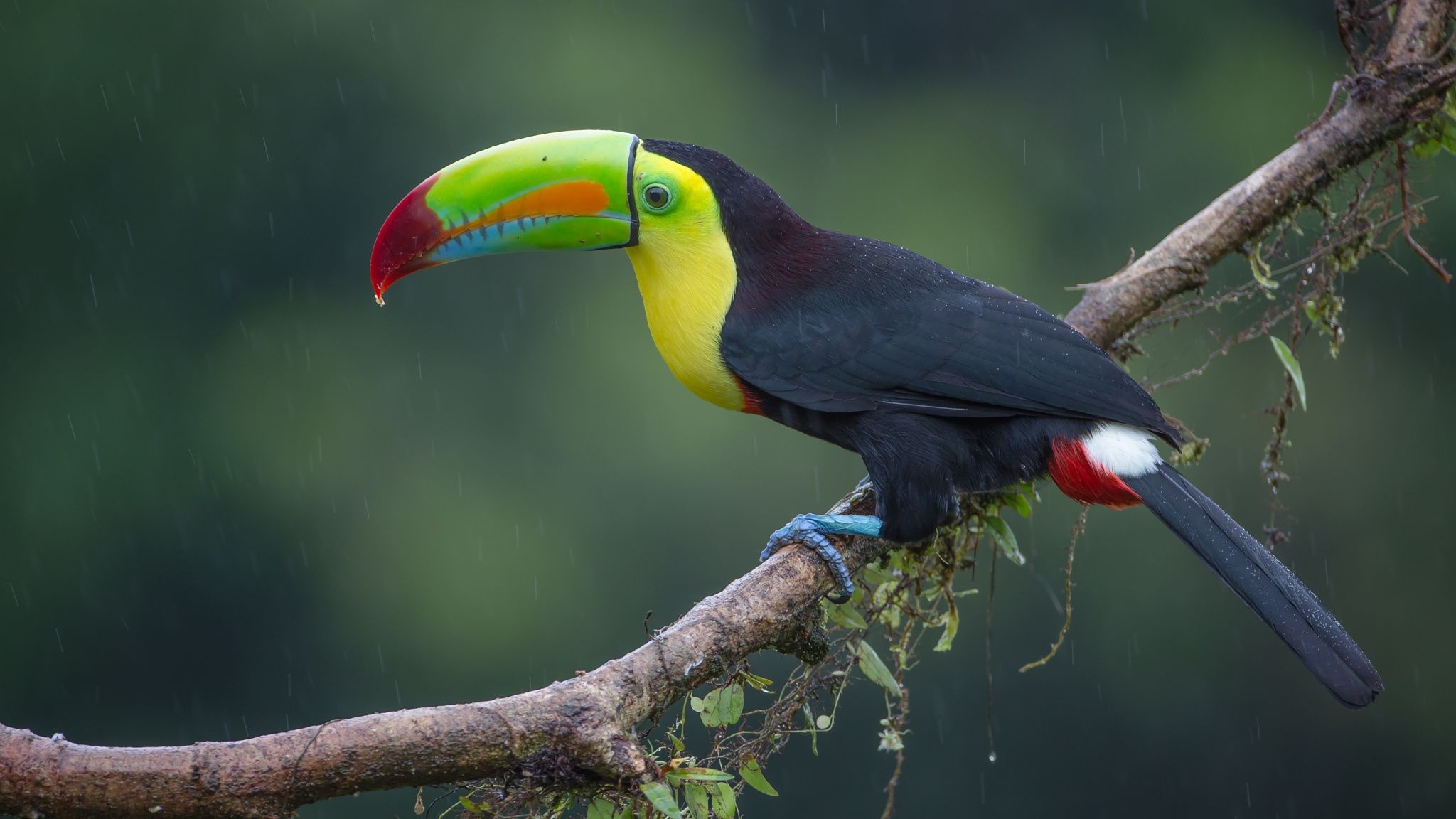 Toucan, Birds of paradise, Fascinating avian creatures, Wildlife appreciation, 2050x1160 HD Desktop