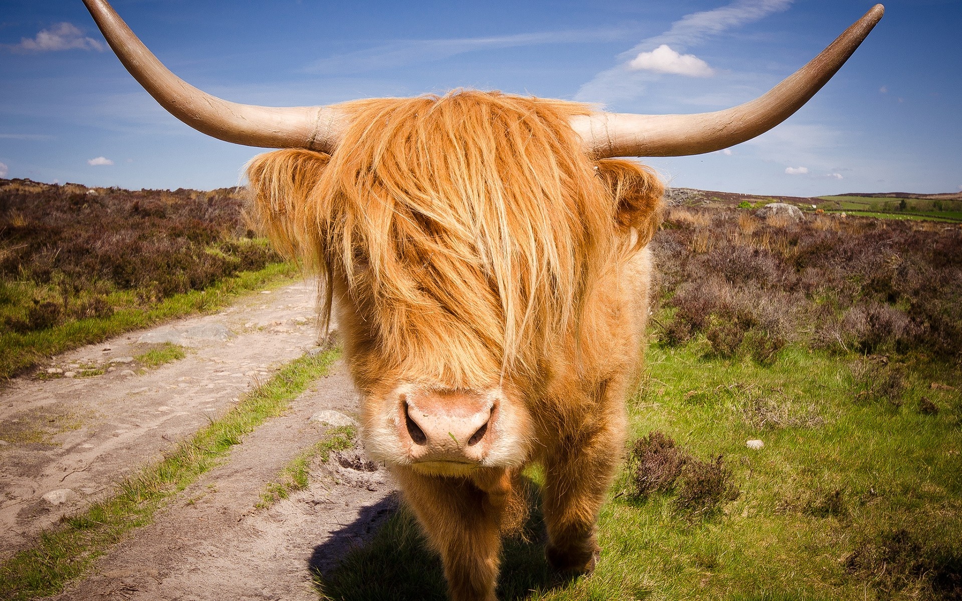 Highland cattle, Cow wallpaper, Impressive background, Natural scene, 1920x1200 HD Desktop