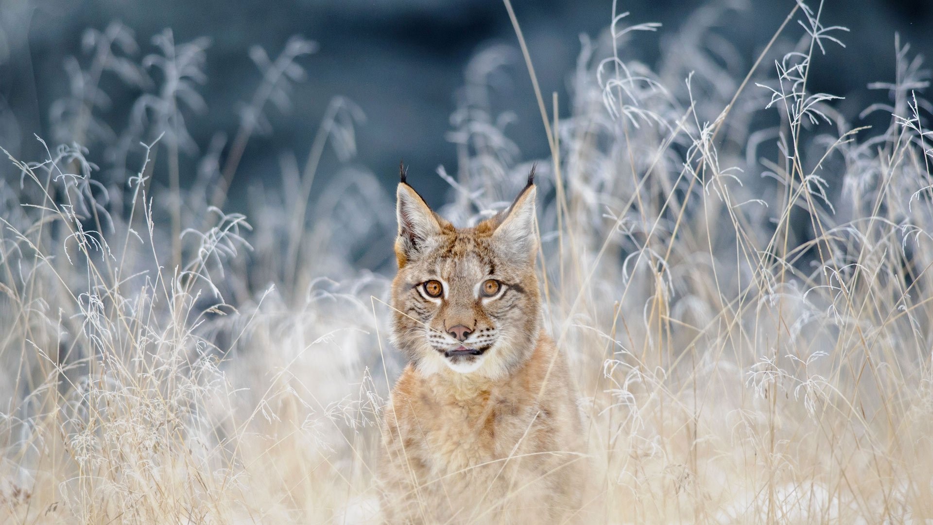 Lynx wonder, Striking wallpaper, Nature's beauty, Breathtaking feline, 1920x1080 Full HD Desktop